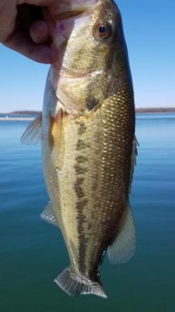 More information about "3/2/18 fishing report"