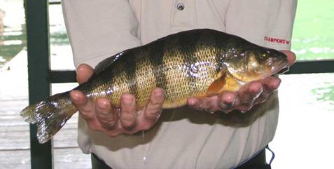 More information about "Yellow Perch State Record - 2010"