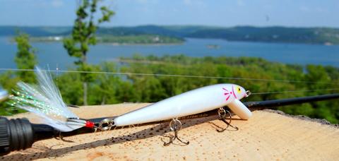 More information about "Cedar Tree Patterns"