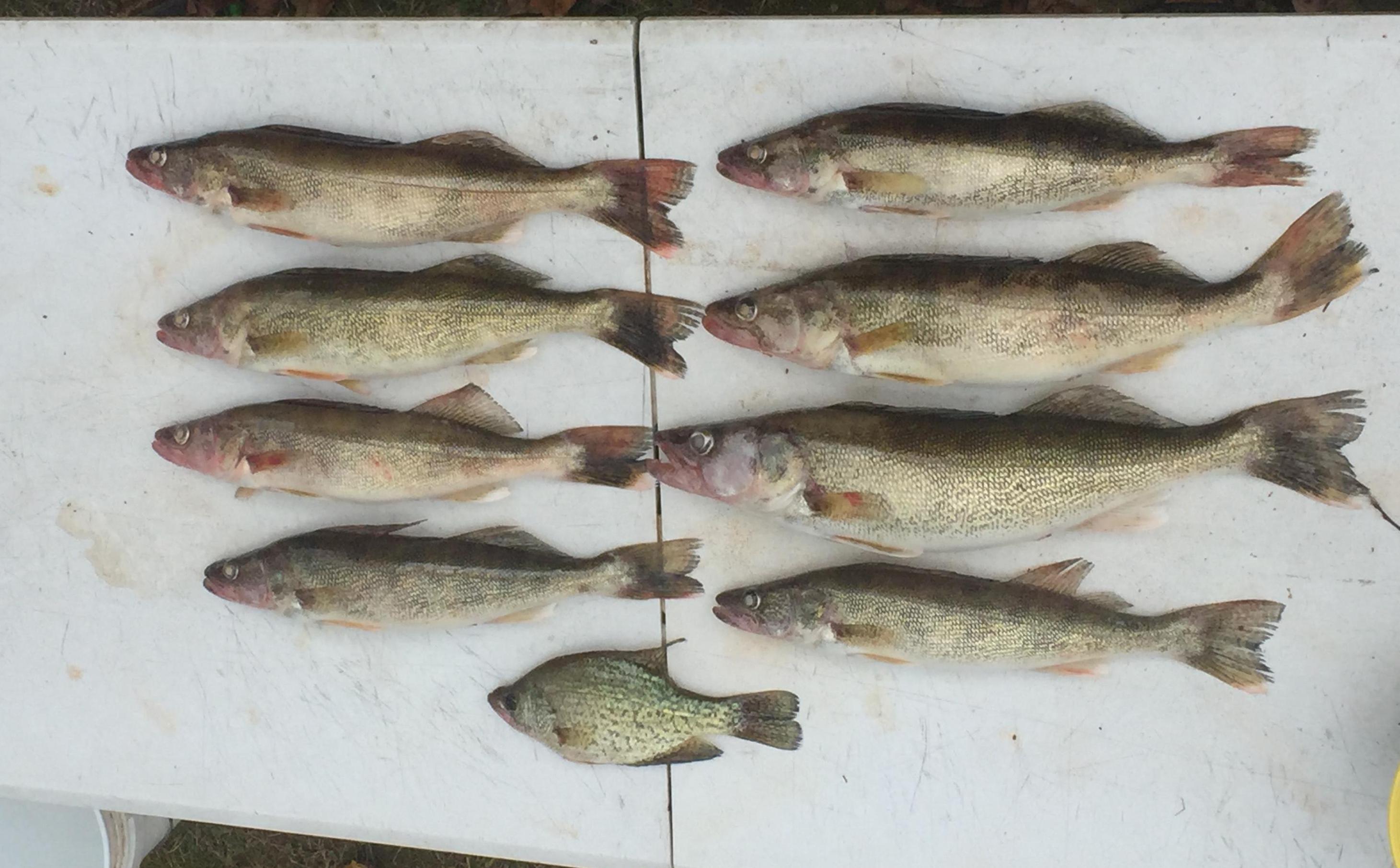 More information about "Walleye on Bull Shoals"