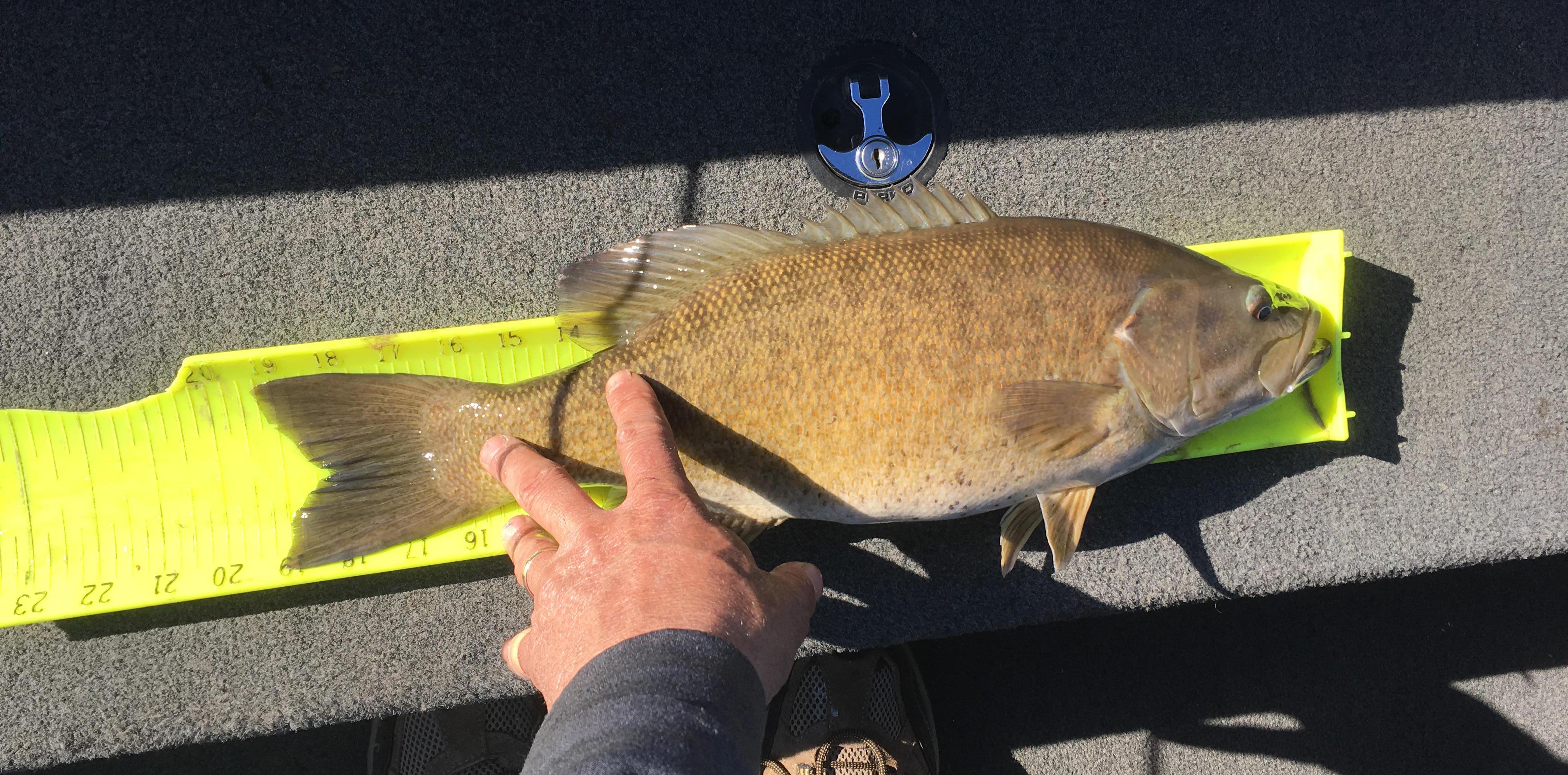 More information about "Great Missouri Smallmouth Bass Source"