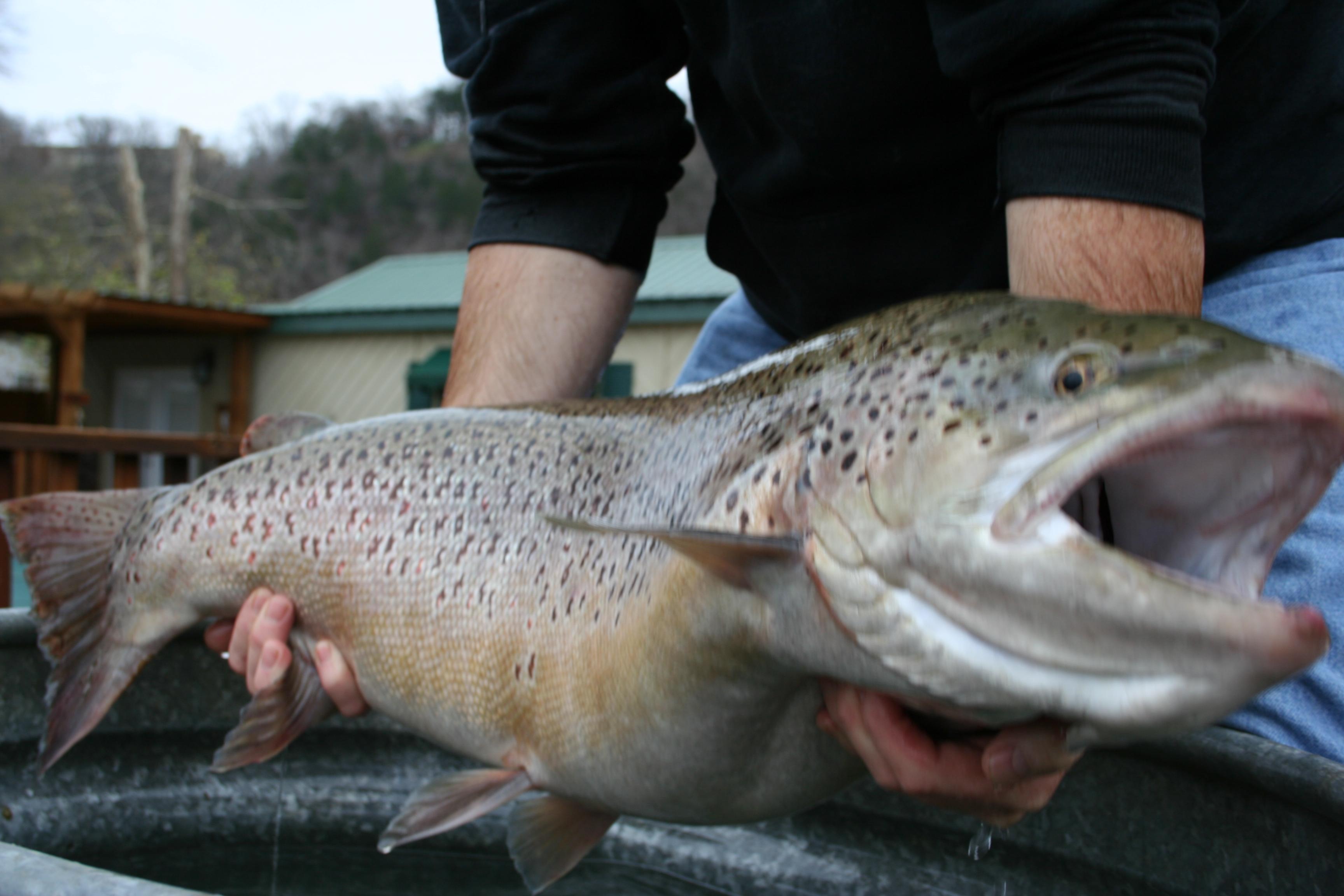 More information about "Missouri State Record Brown Trout and the Rest of the Story"