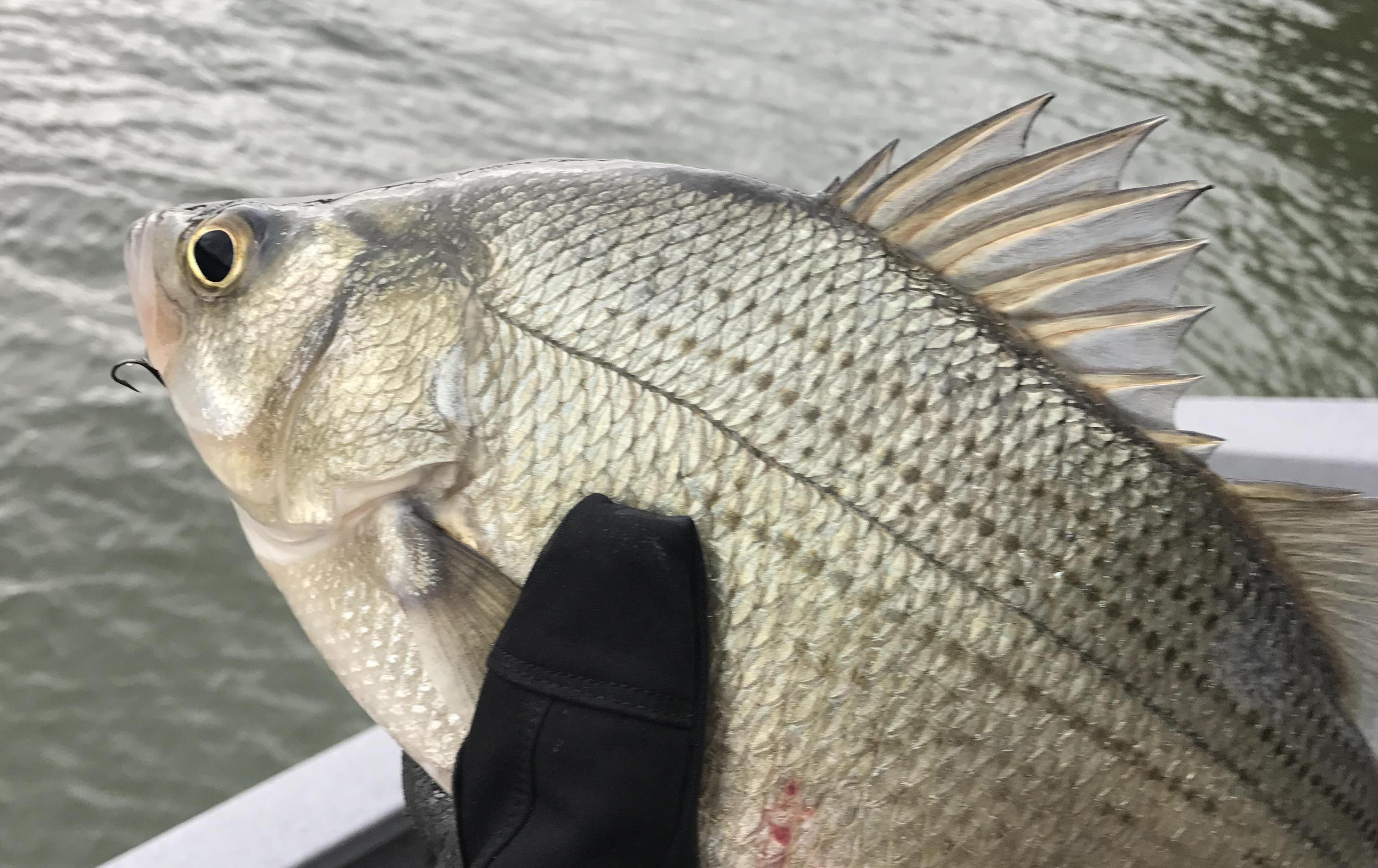 More information about "3/19 Spring River"