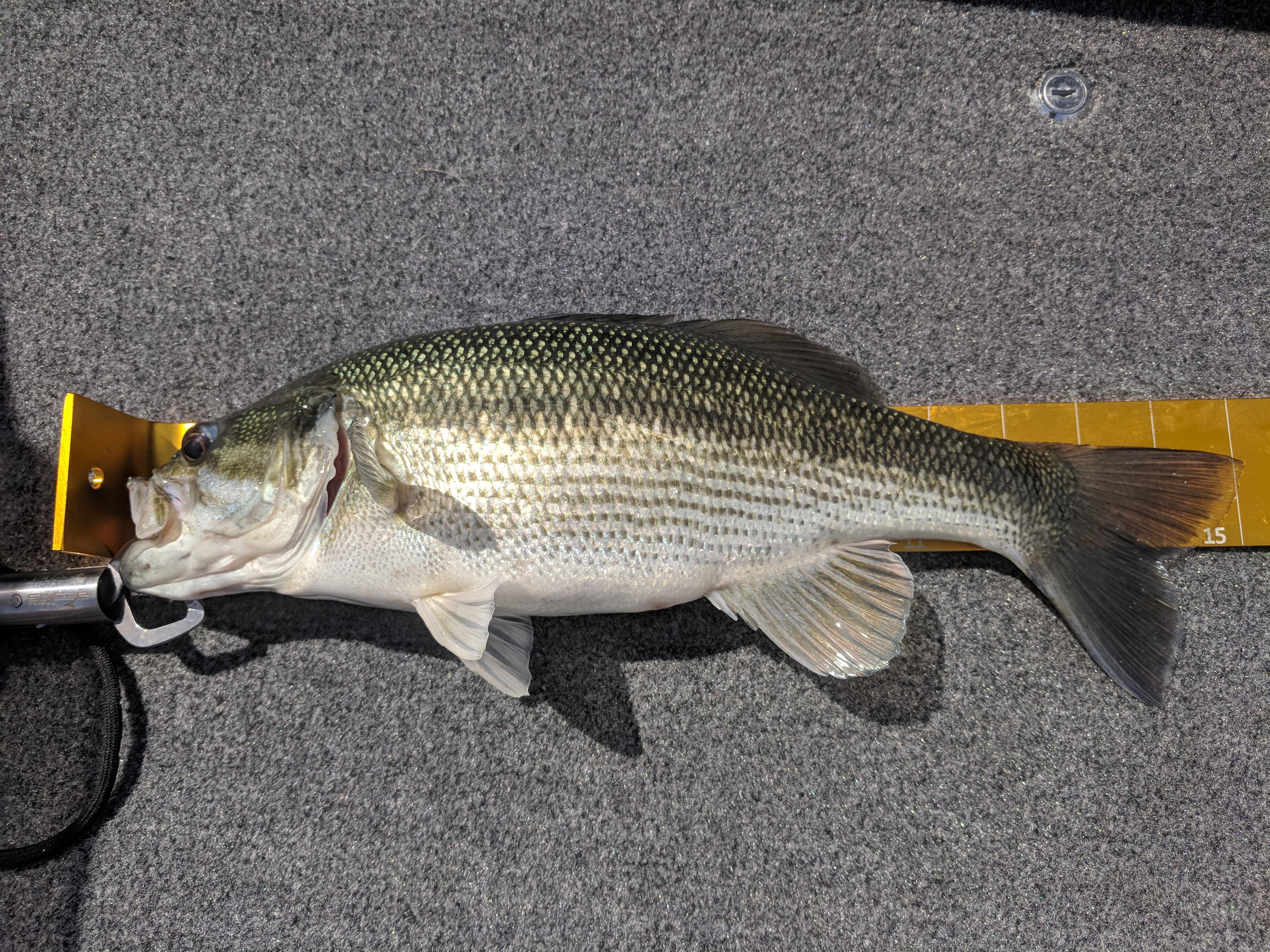 More information about "Big M 4/17/2018"