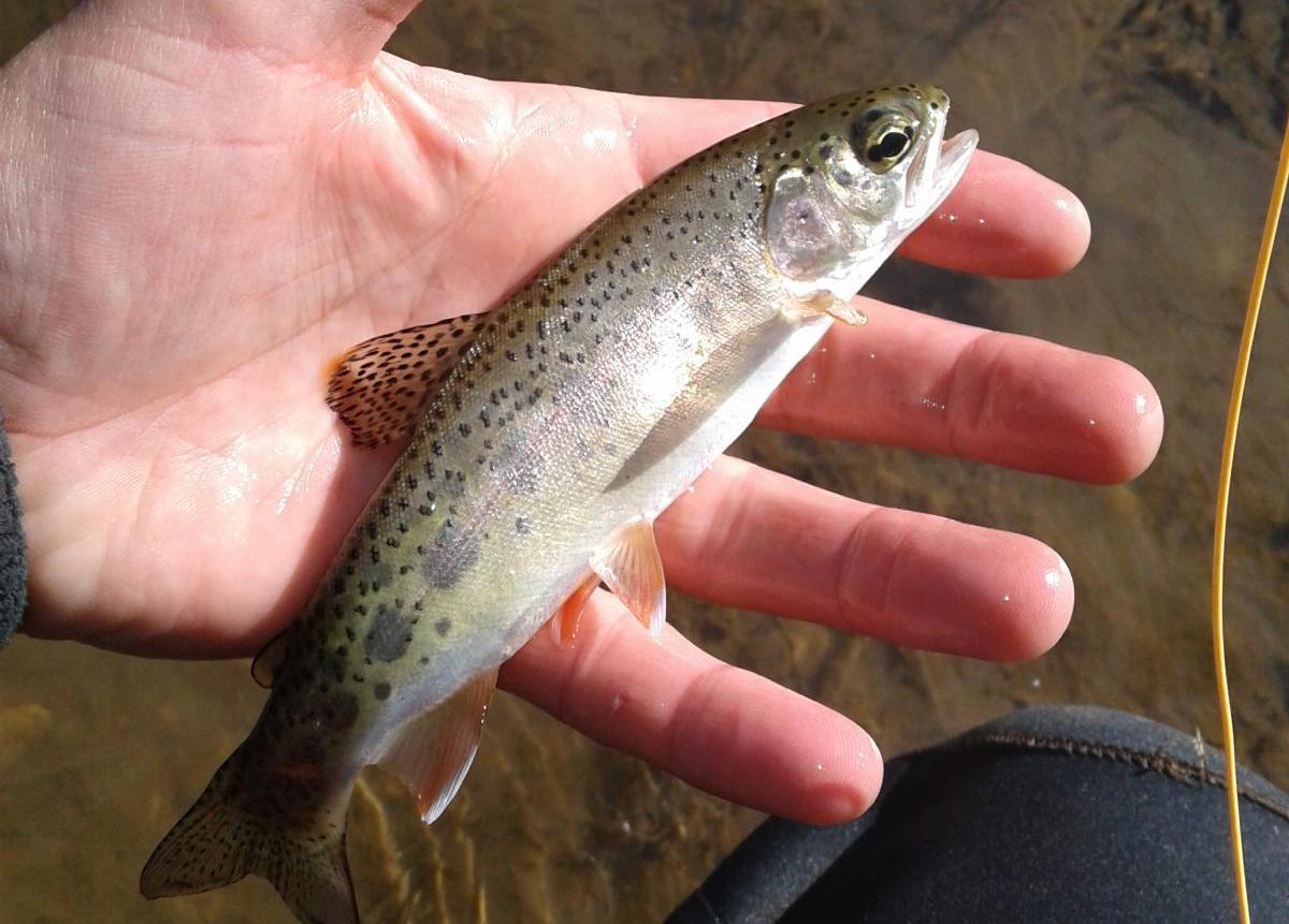 More information about "Trip report Monday 4-9"