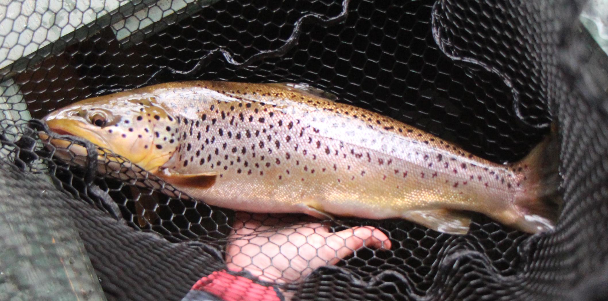 More information about "Lilley's April 4 fishing report"