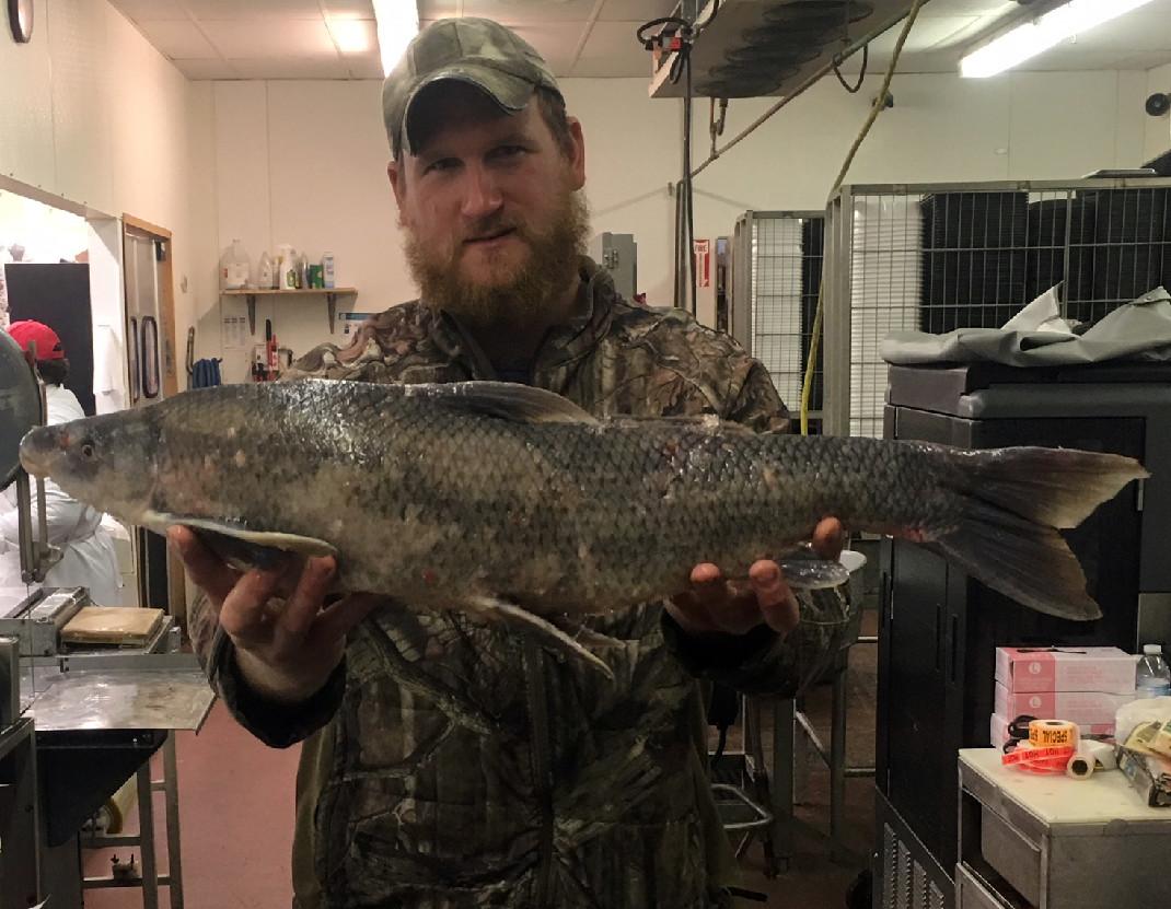 More information about "Bonnots Mill angler snags state-record blue sucker"