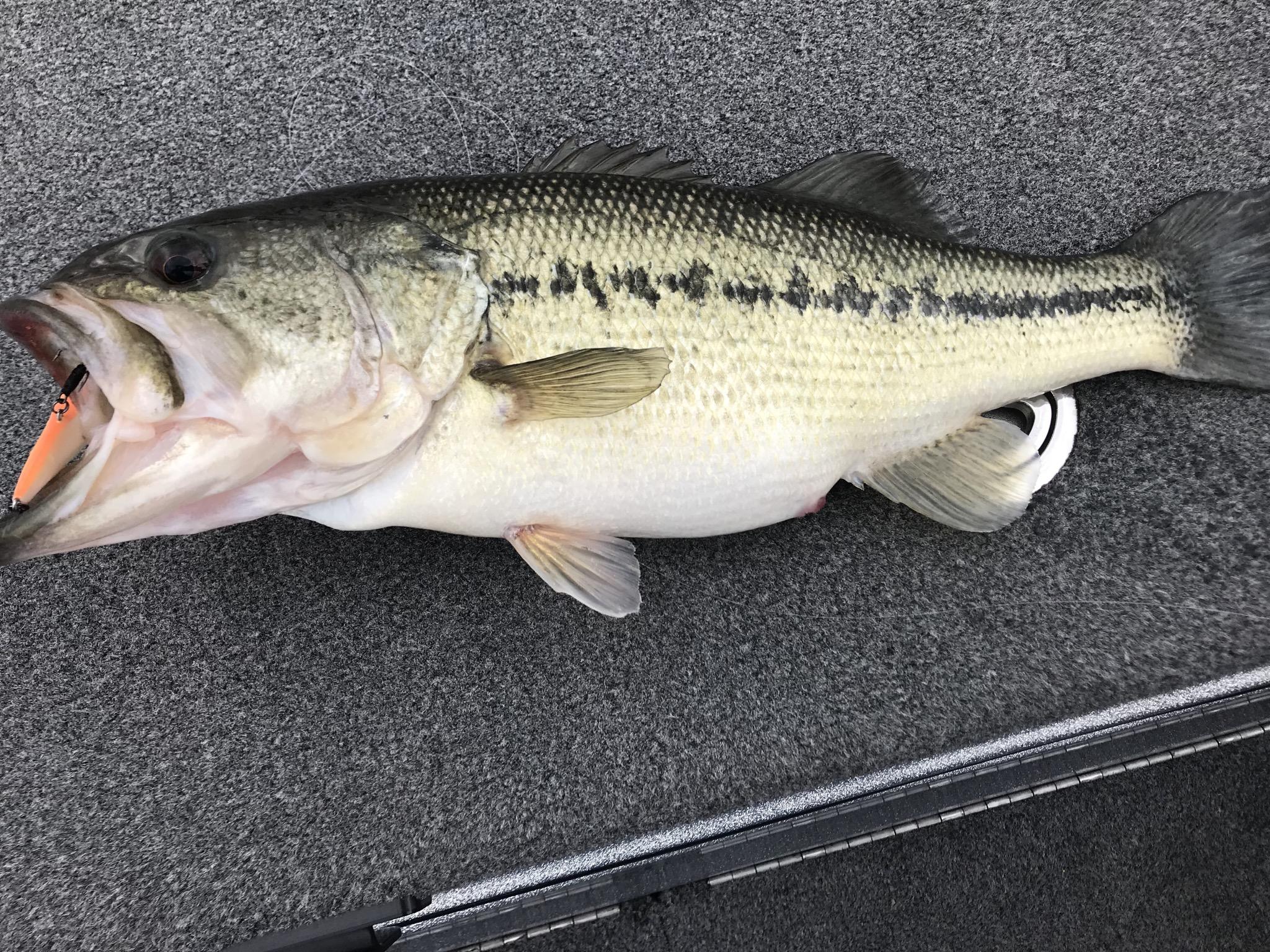 More information about "Dam Area 4-4-18"