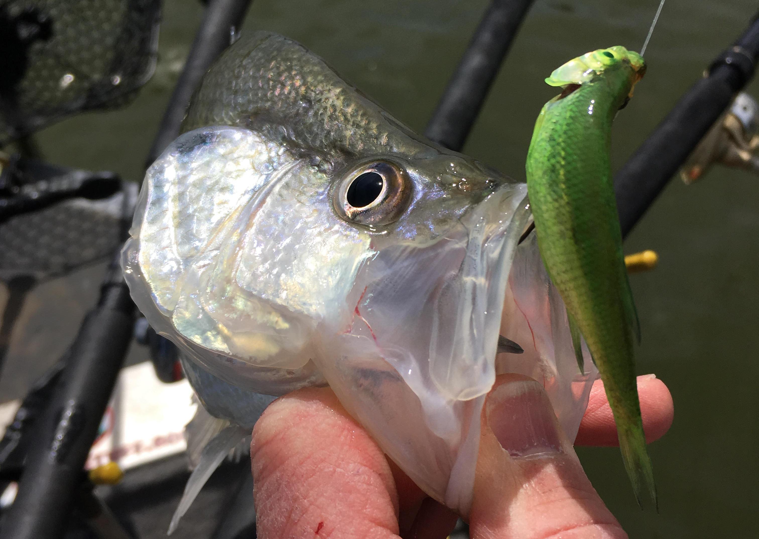More information about "Mad Scientist crappie experiment 😂"