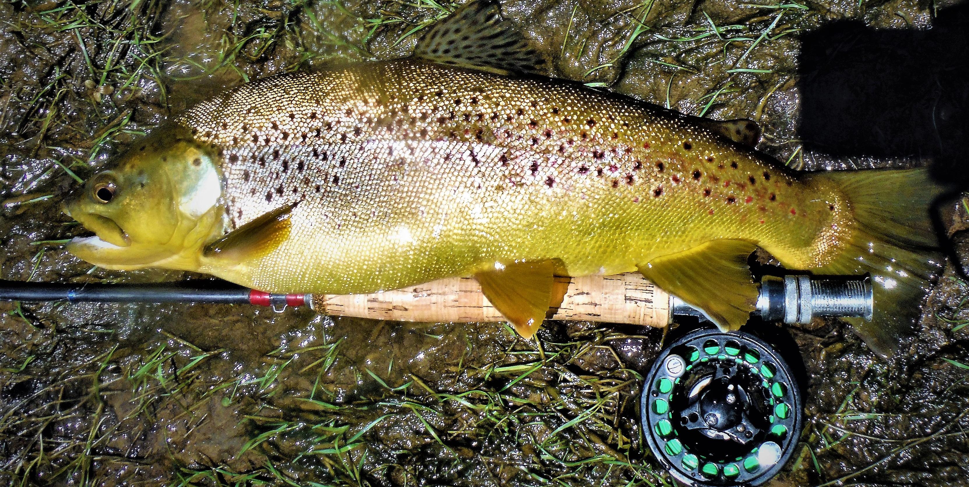 More information about "Caddis swarms today"