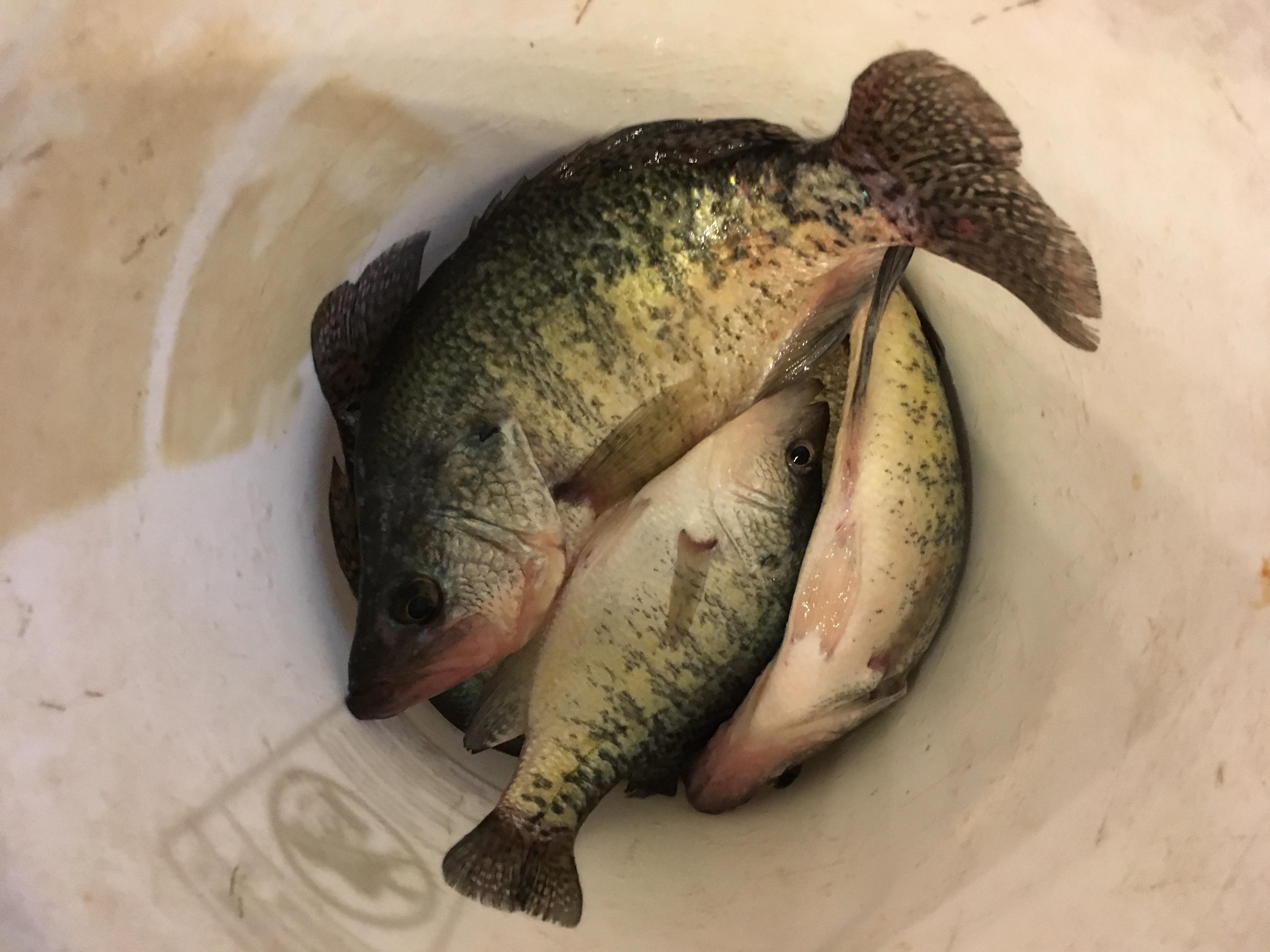 More information about "No bait...  No problem...  They’ll bite a plain hook 😂"