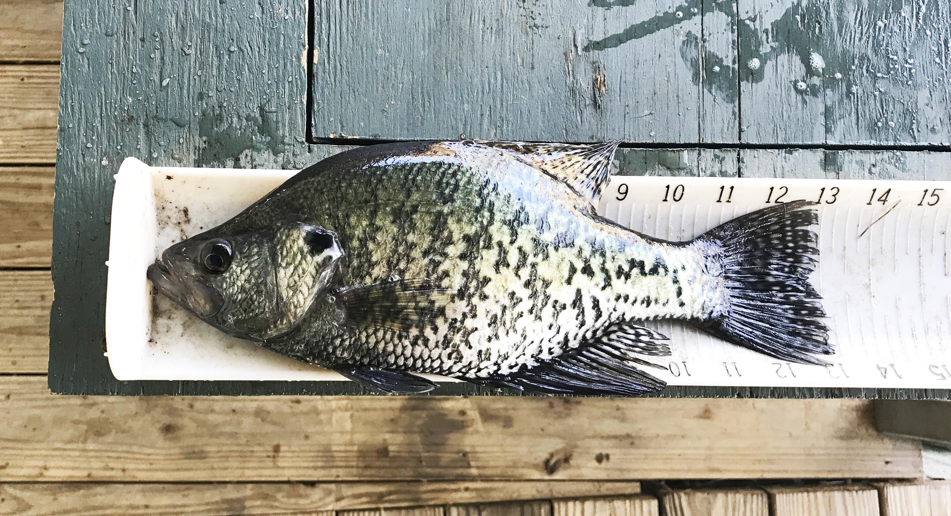 More information about "Long Creek Crappie"