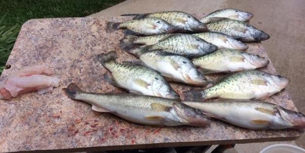 More information about "Trolled for Crappie"