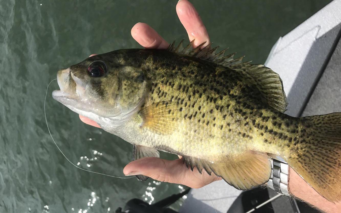 More information about "5/2  Midlake"