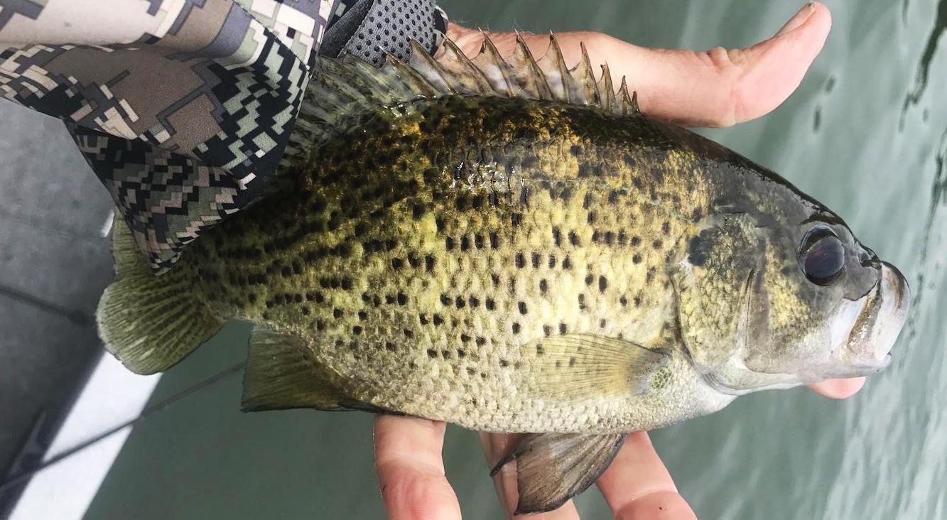 More information about "Big Indian  5/4"