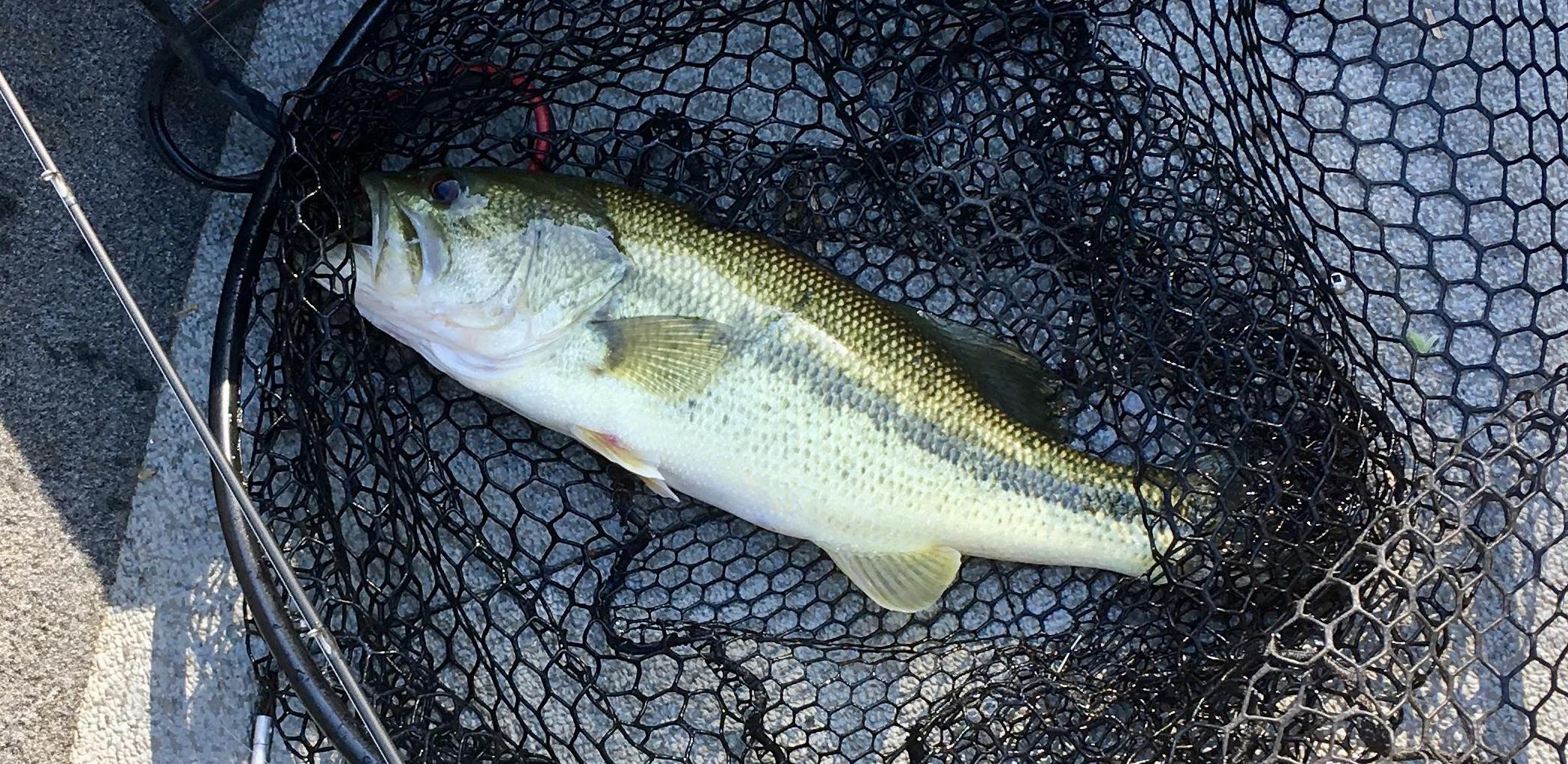 More information about "A Bit Breezy on the Upper End Today"