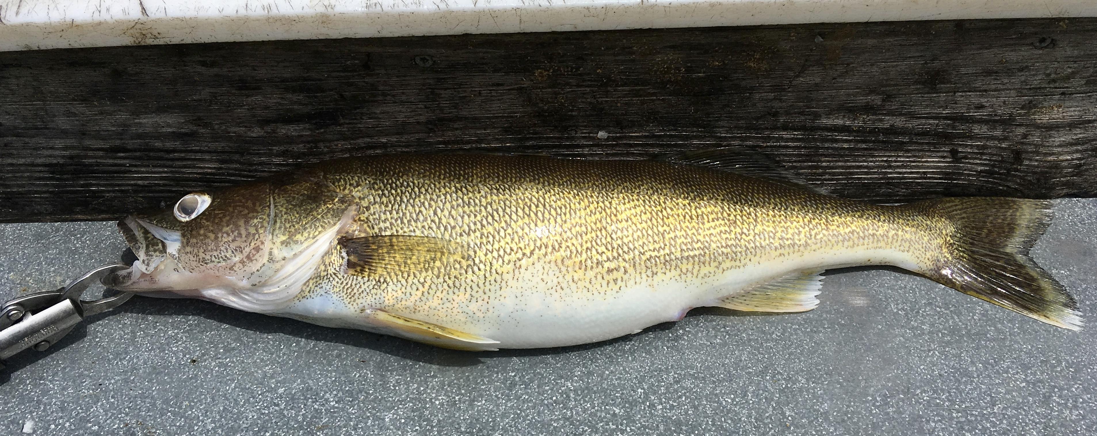 More information about "5/30 on the Upper End"