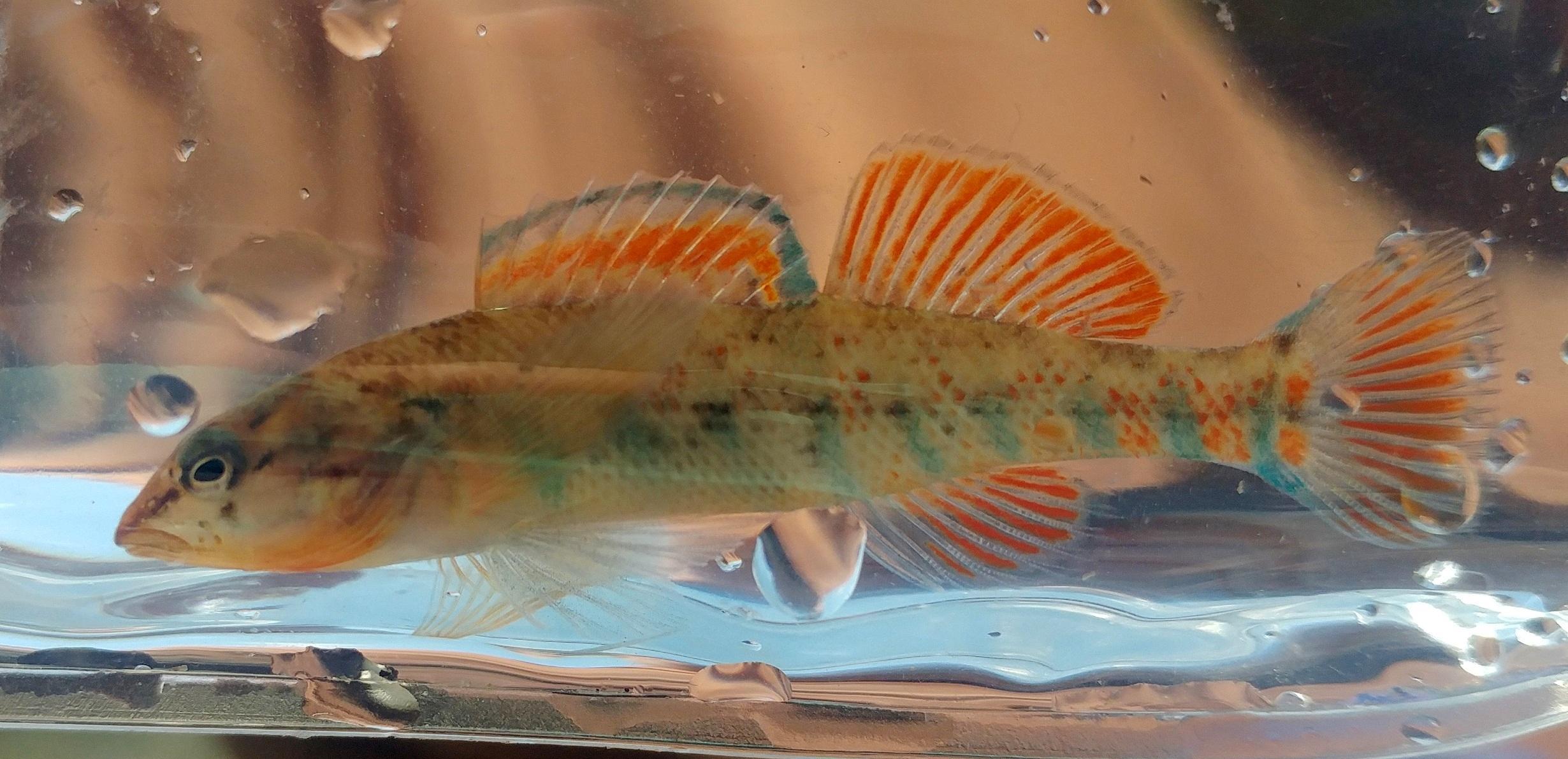 More information about "Logperch at Last"