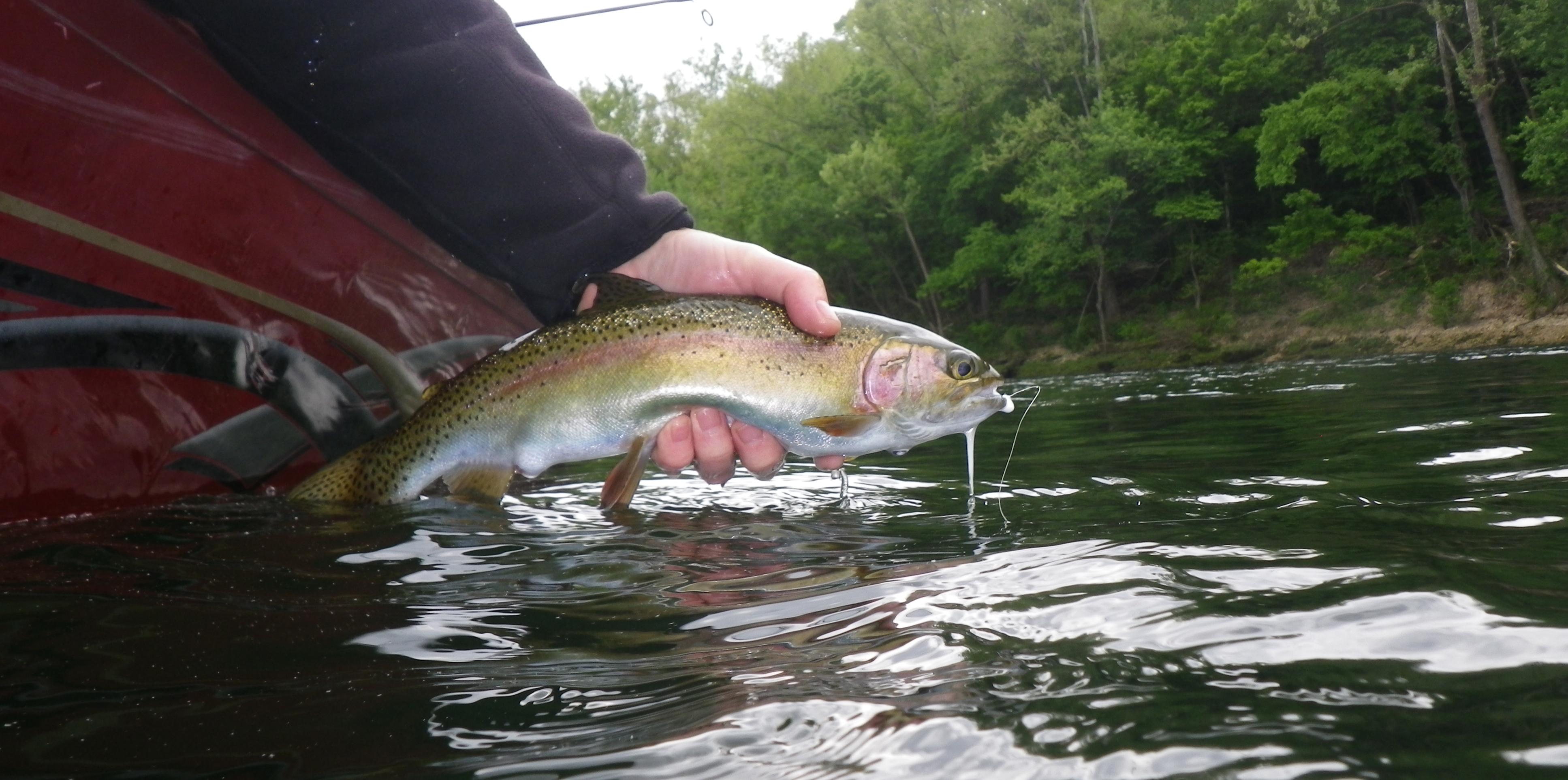 More information about "June 16 Taneycomo fishing report"