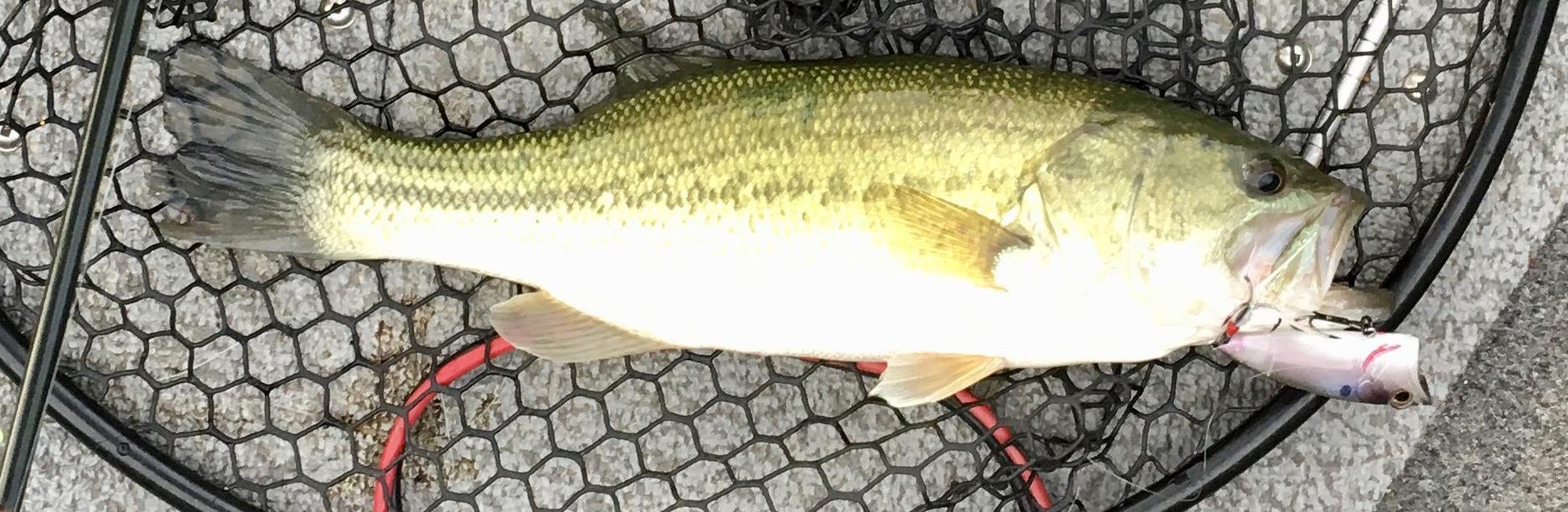 More information about "Glassy on the Upper End"