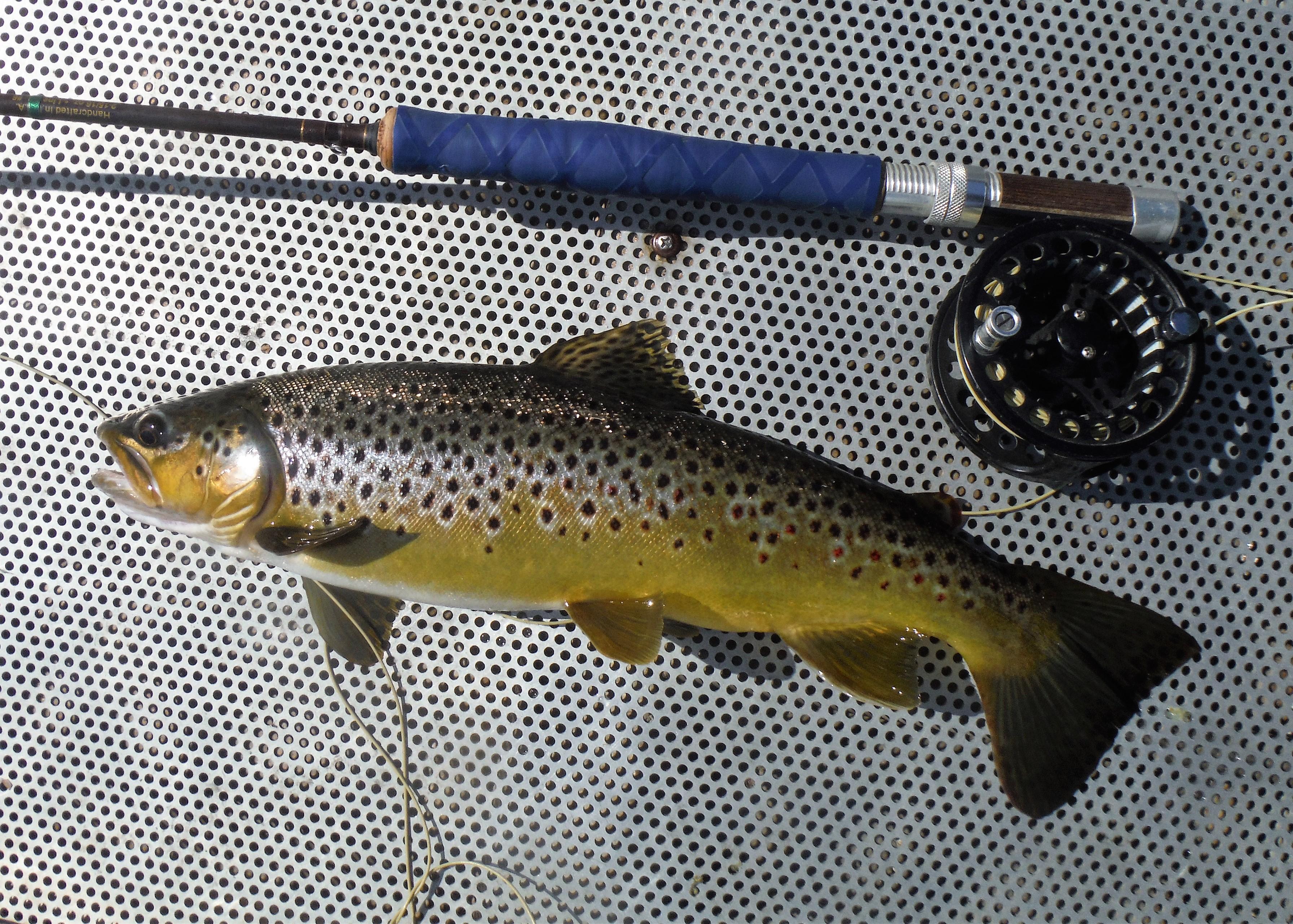 More information about "Norfork browns 6/27 on lower flows"