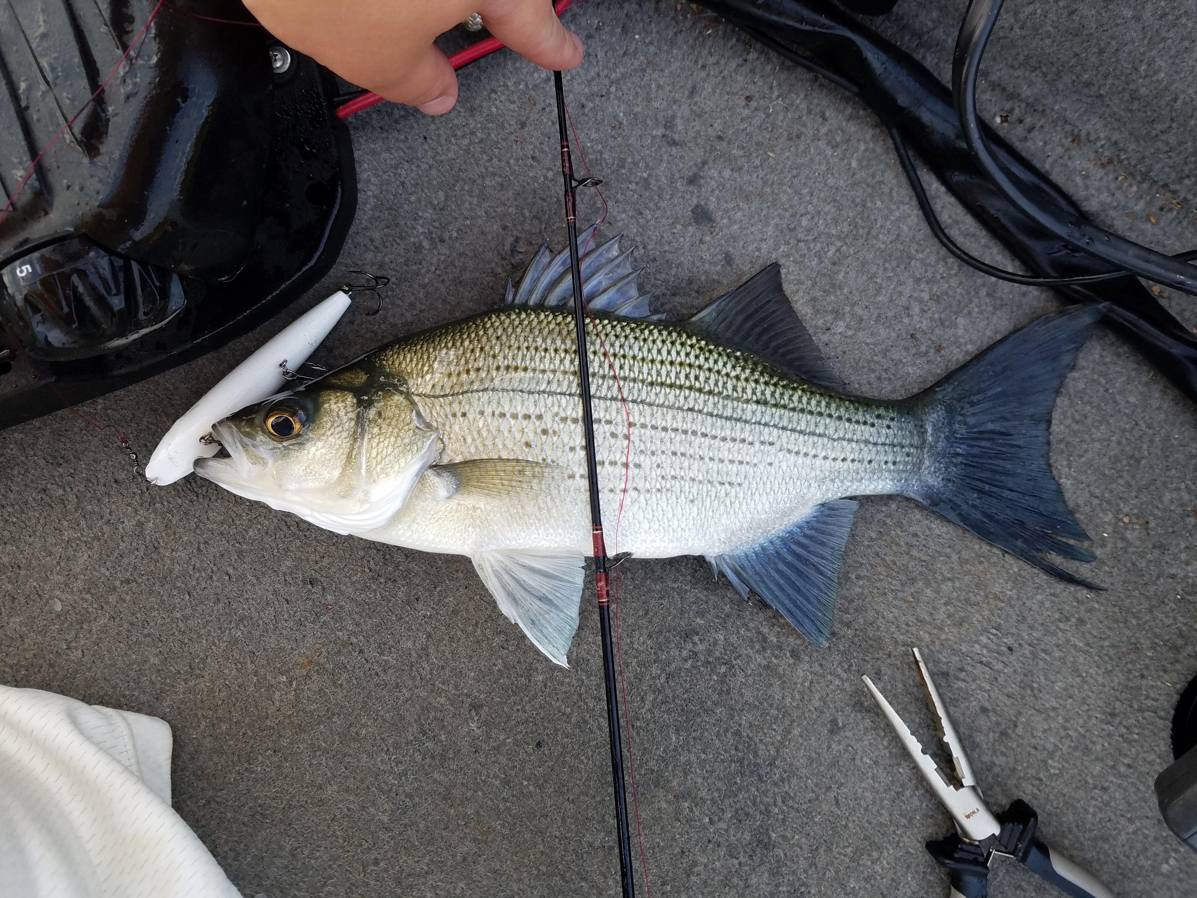 More information about "Awesome Topwater Day 7/21"