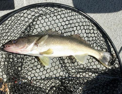 More information about "A Curious Pair on the Upper End"