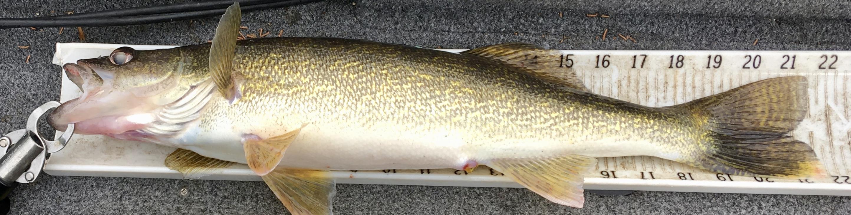 More information about "Good Morning on the Upper End"