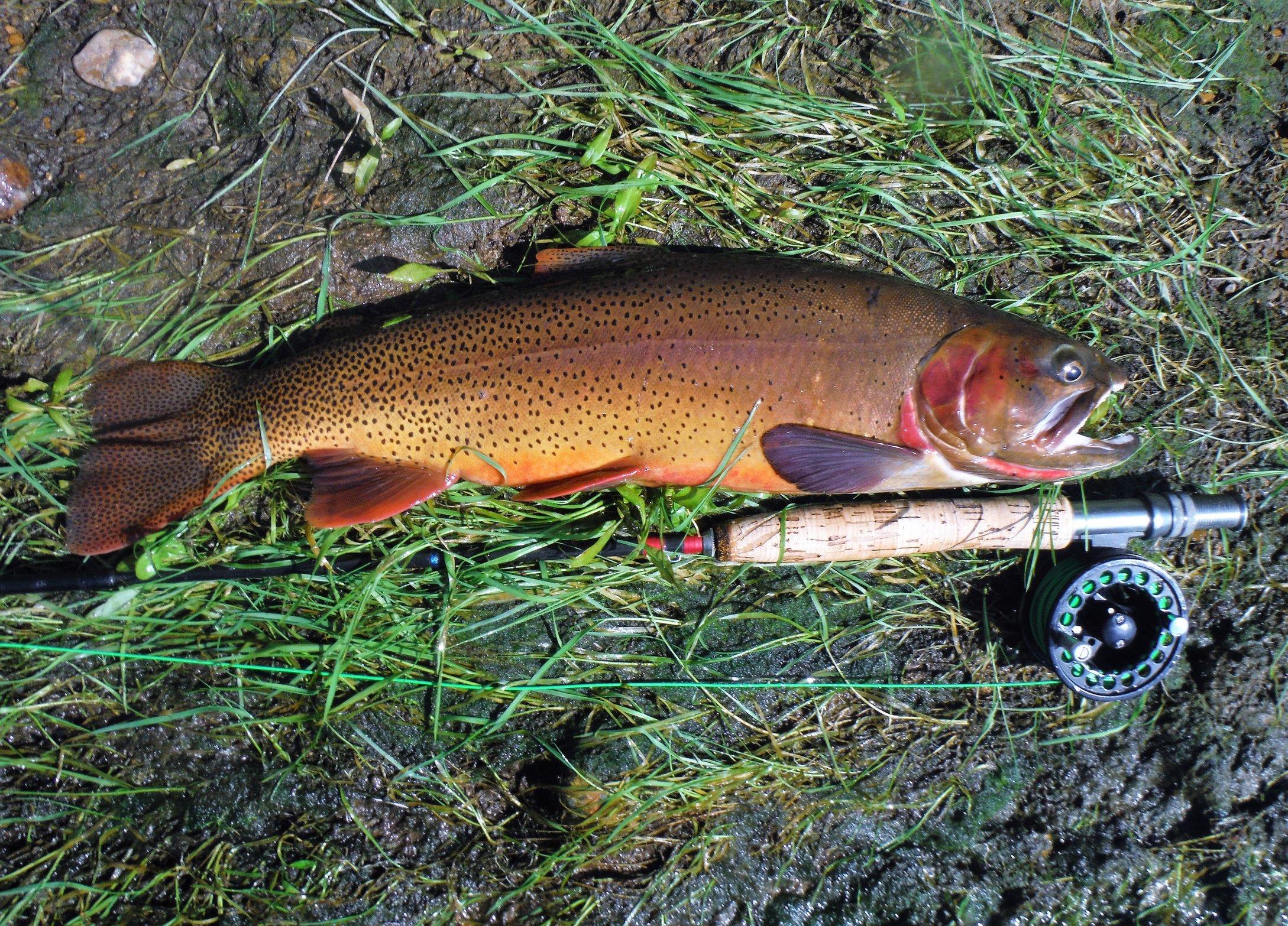 More information about "Pretty cutthroat 7/20"