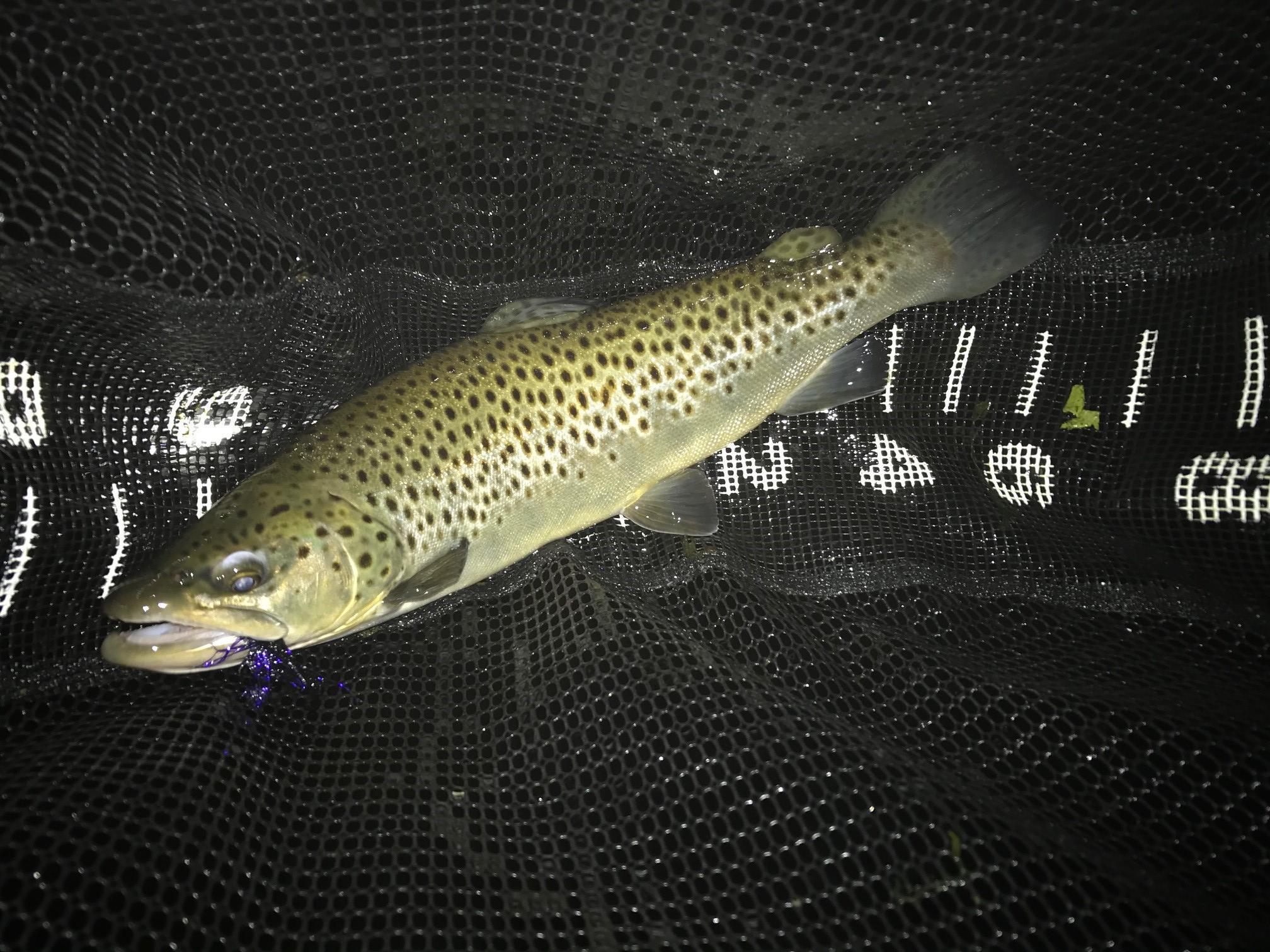 More information about "Nighttime Brown Trout"