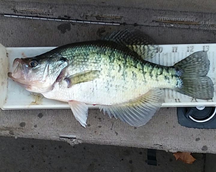 More information about "11/18/18 crappie and bass."