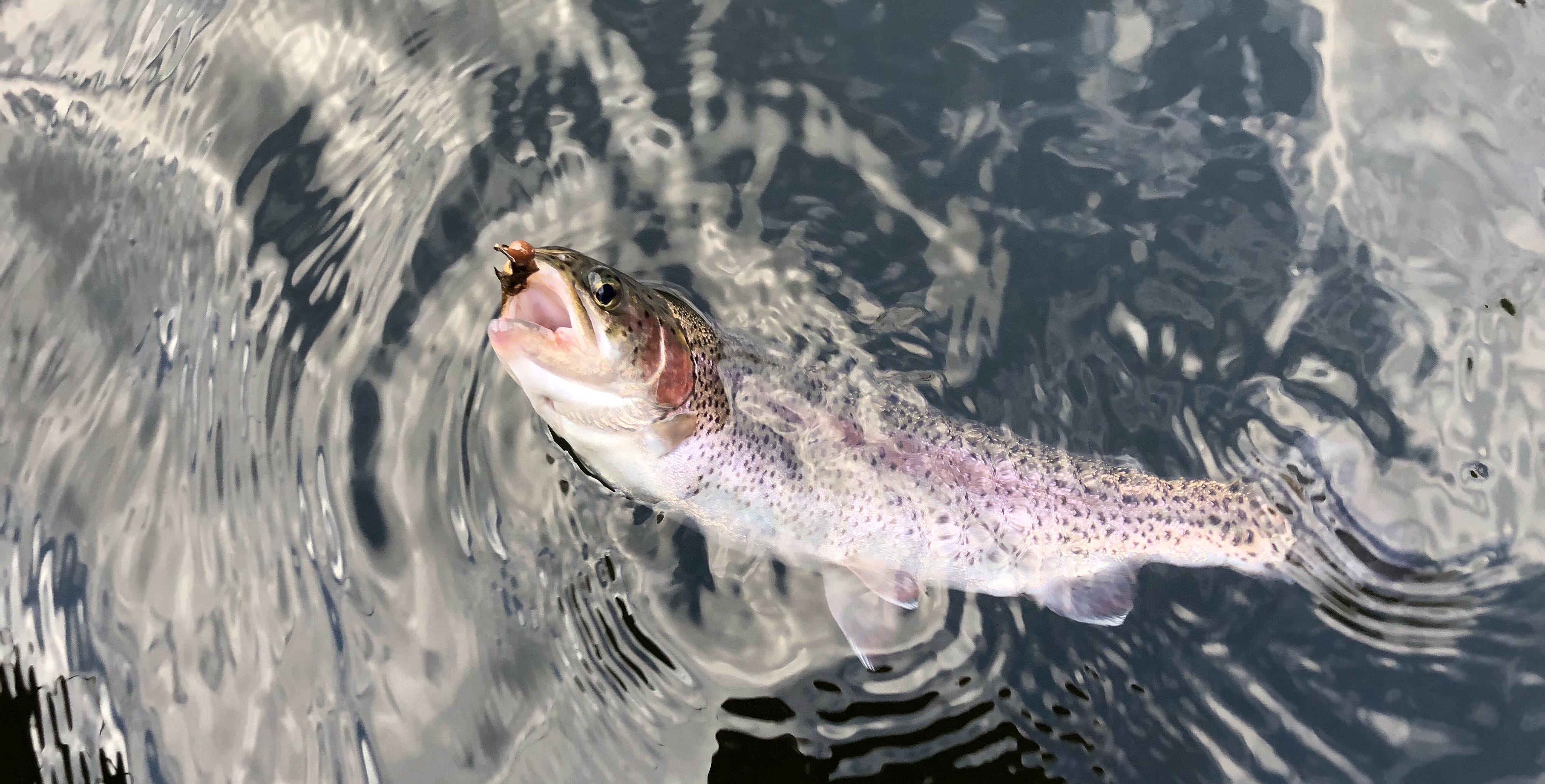 More information about "Lilley's Lake Taneycomo fishing report, December 1"