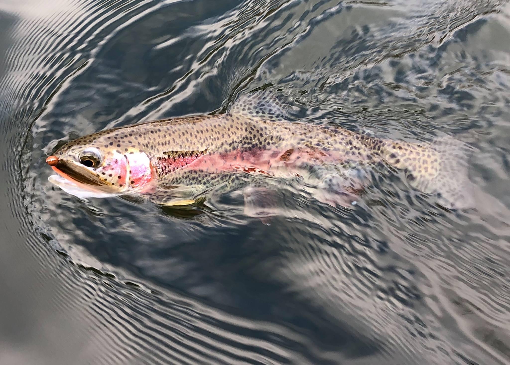 More information about "Lake Taneycomo fishing report, February 13"