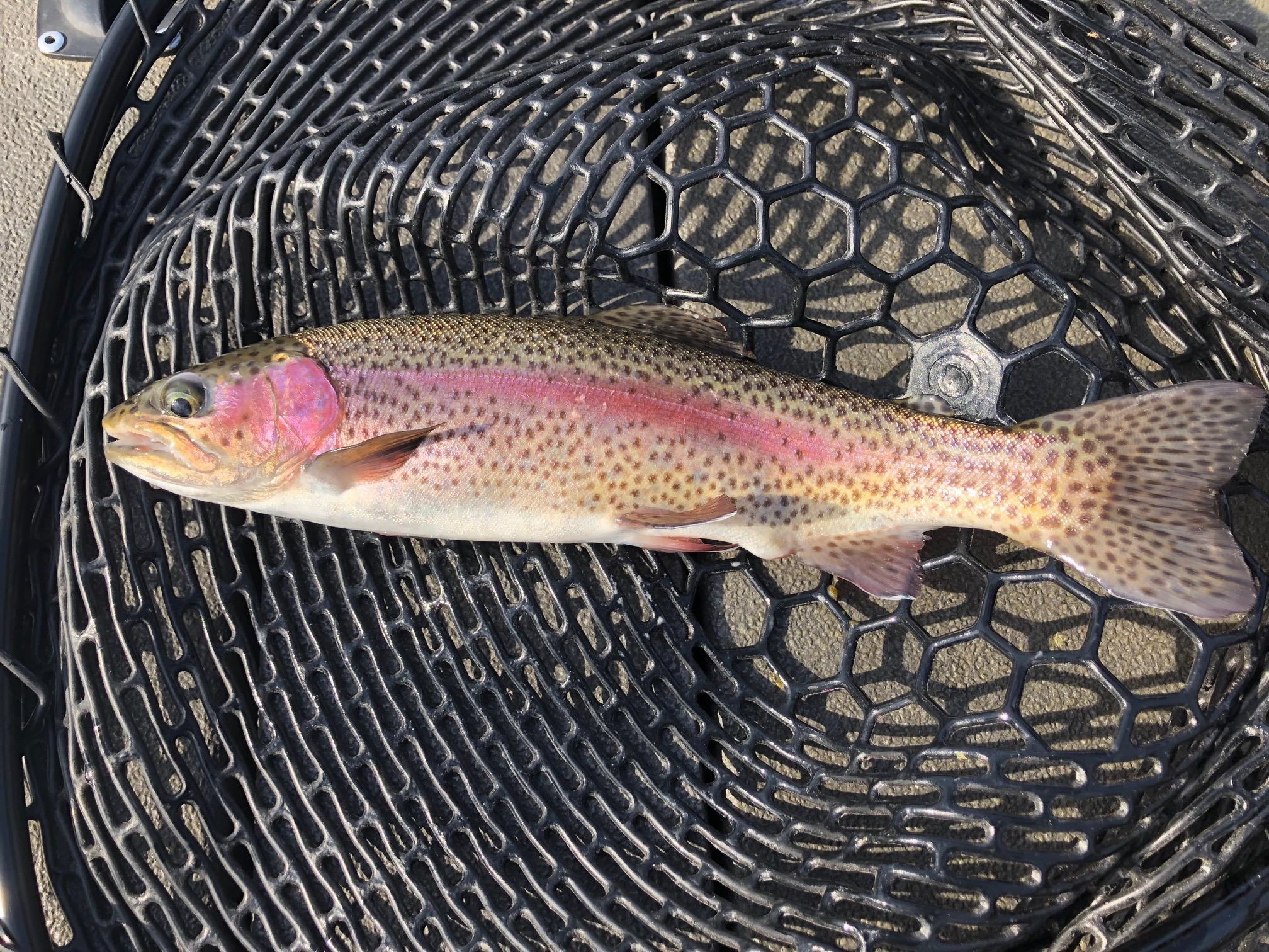 More information about "Babler's Report"