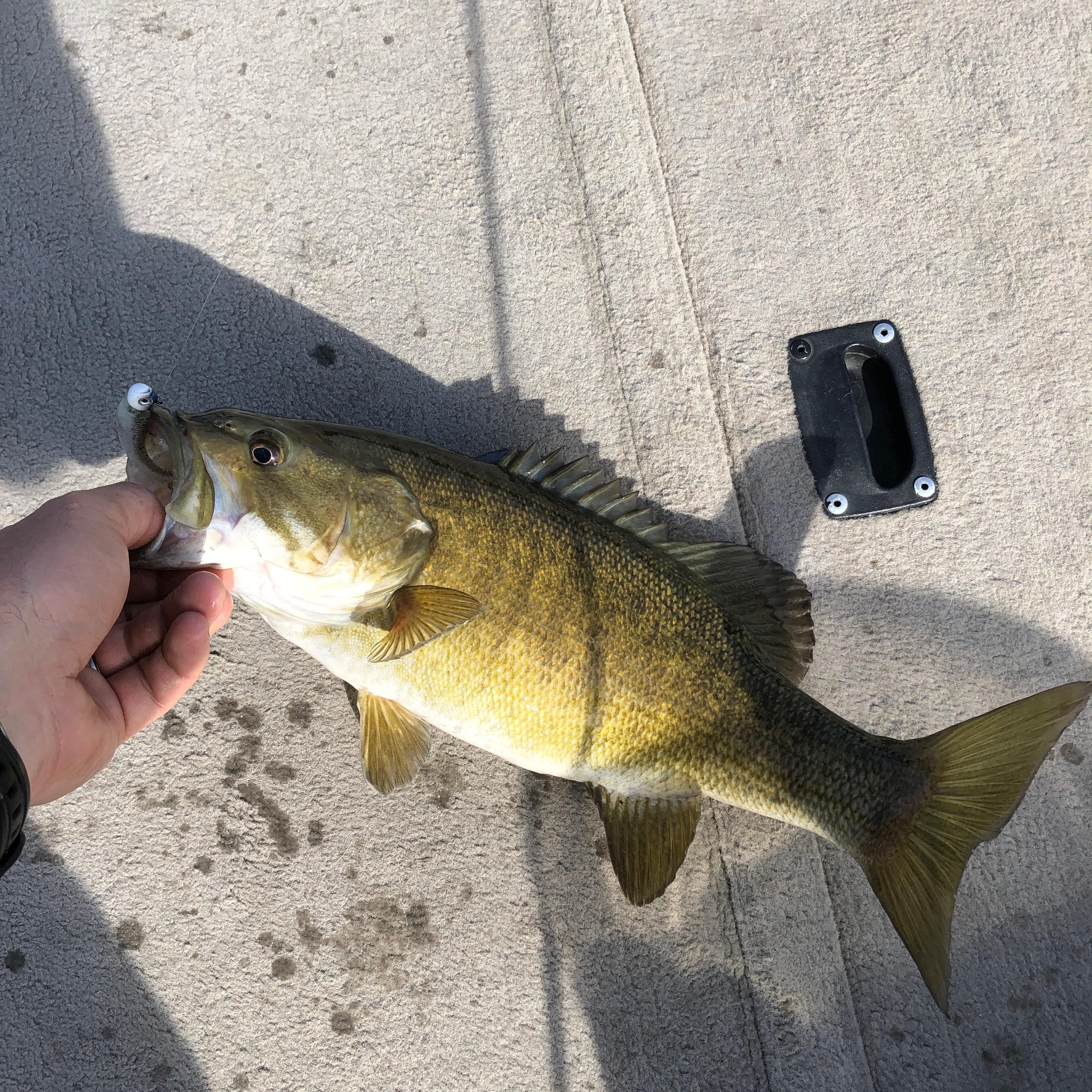 More information about "Shell Knob 3/22-3/23"