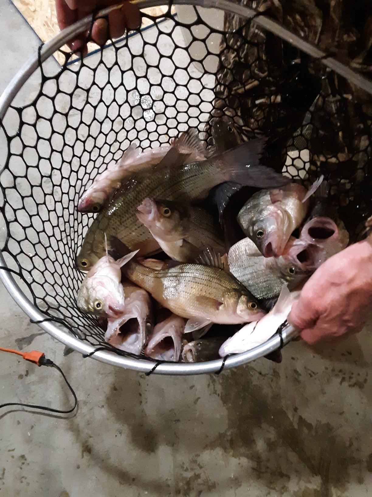 More information about "Kings River 3-23-19"