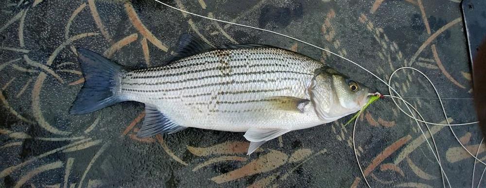 More information about "A windy Spring day on the Spring. Another BilletHead Trip Report"