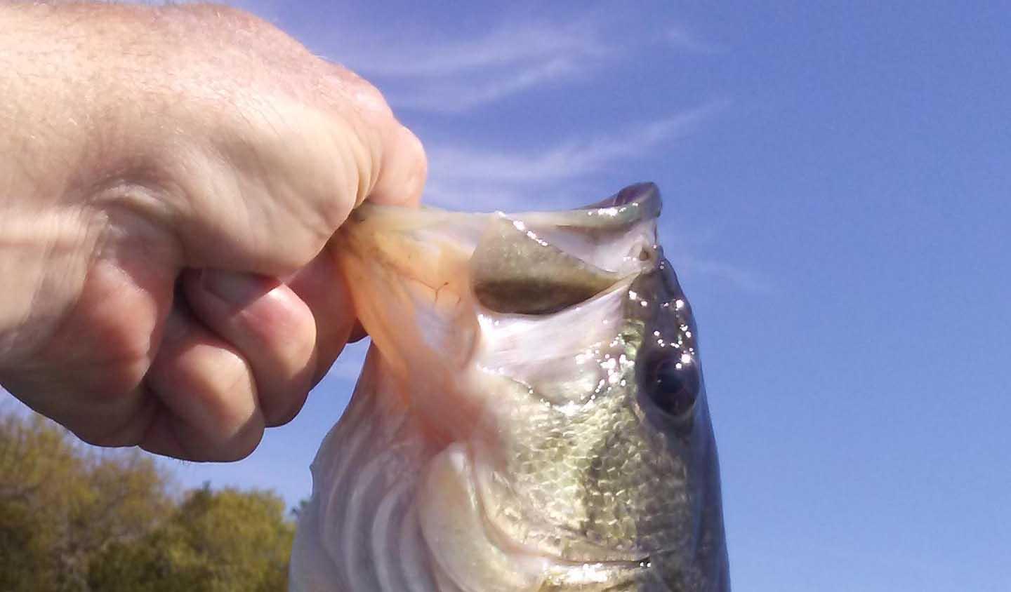 More information about "Kim City - April  22 - underspin & jerkbait"