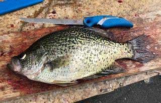 More information about "4-22-19   Kind of Nuts Today"