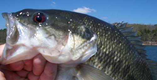 More information about "Accuracy and Urgency"