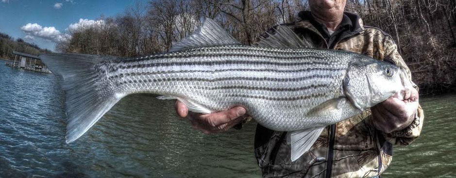 More information about "Using Balloons for Stripers"