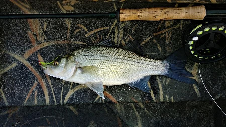 Spring into action. A tale of two trips - Spring / Neosho River Fishing ...