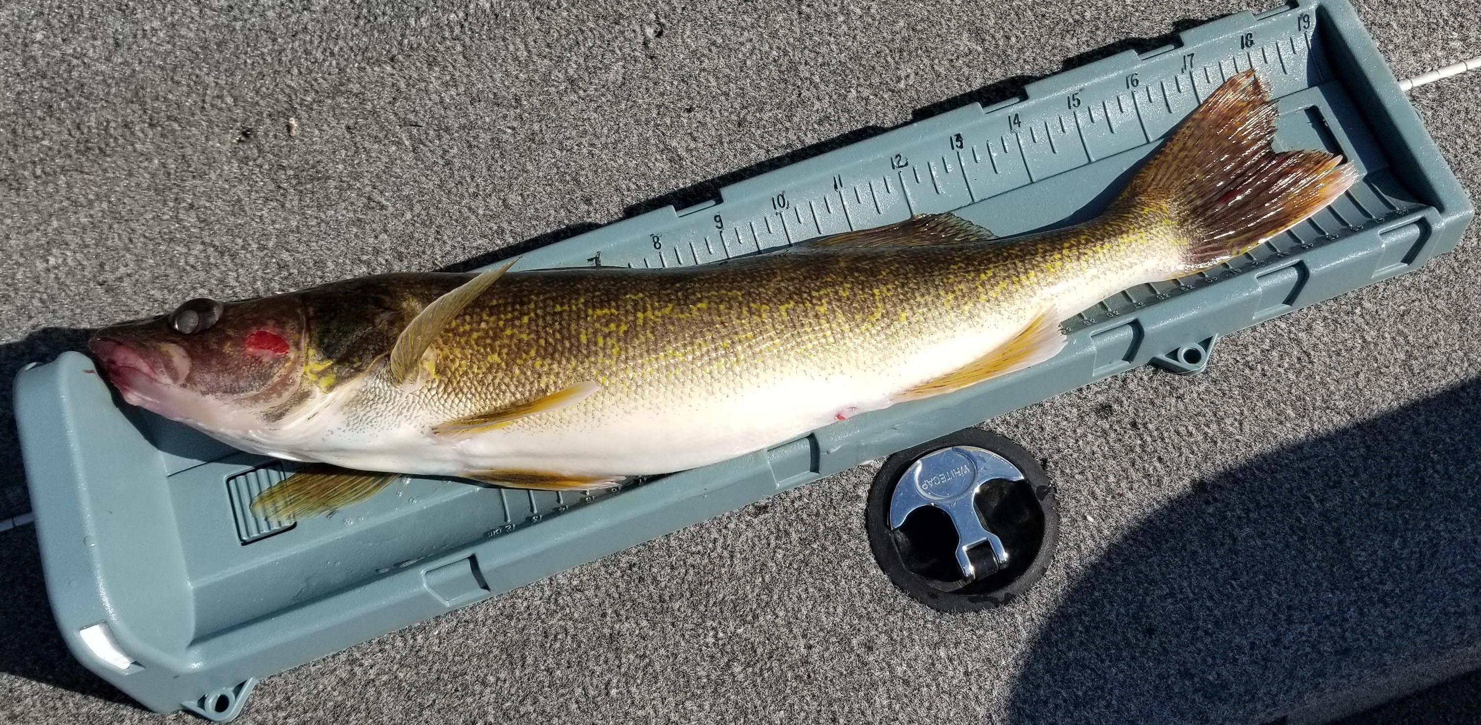 More information about "6/14 Report Little Sac side"