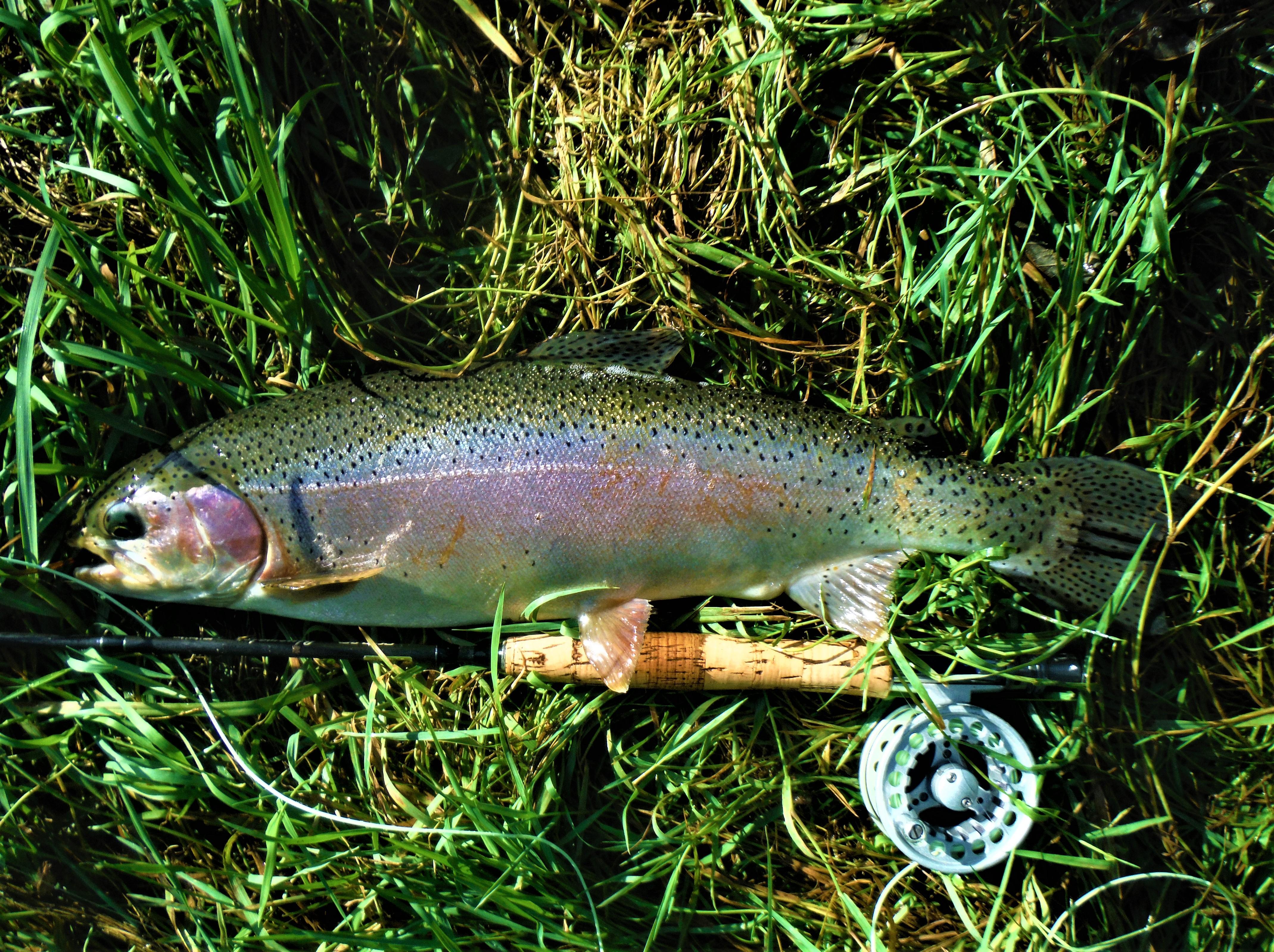 More information about "More Sulphur fishing 6/24"