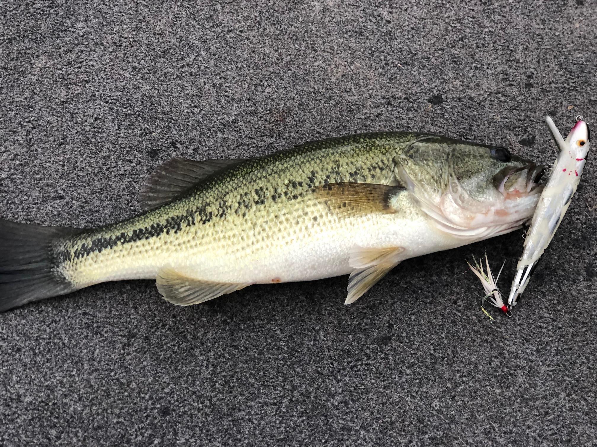 More information about "Turning the Knob on Table Rock Bass"