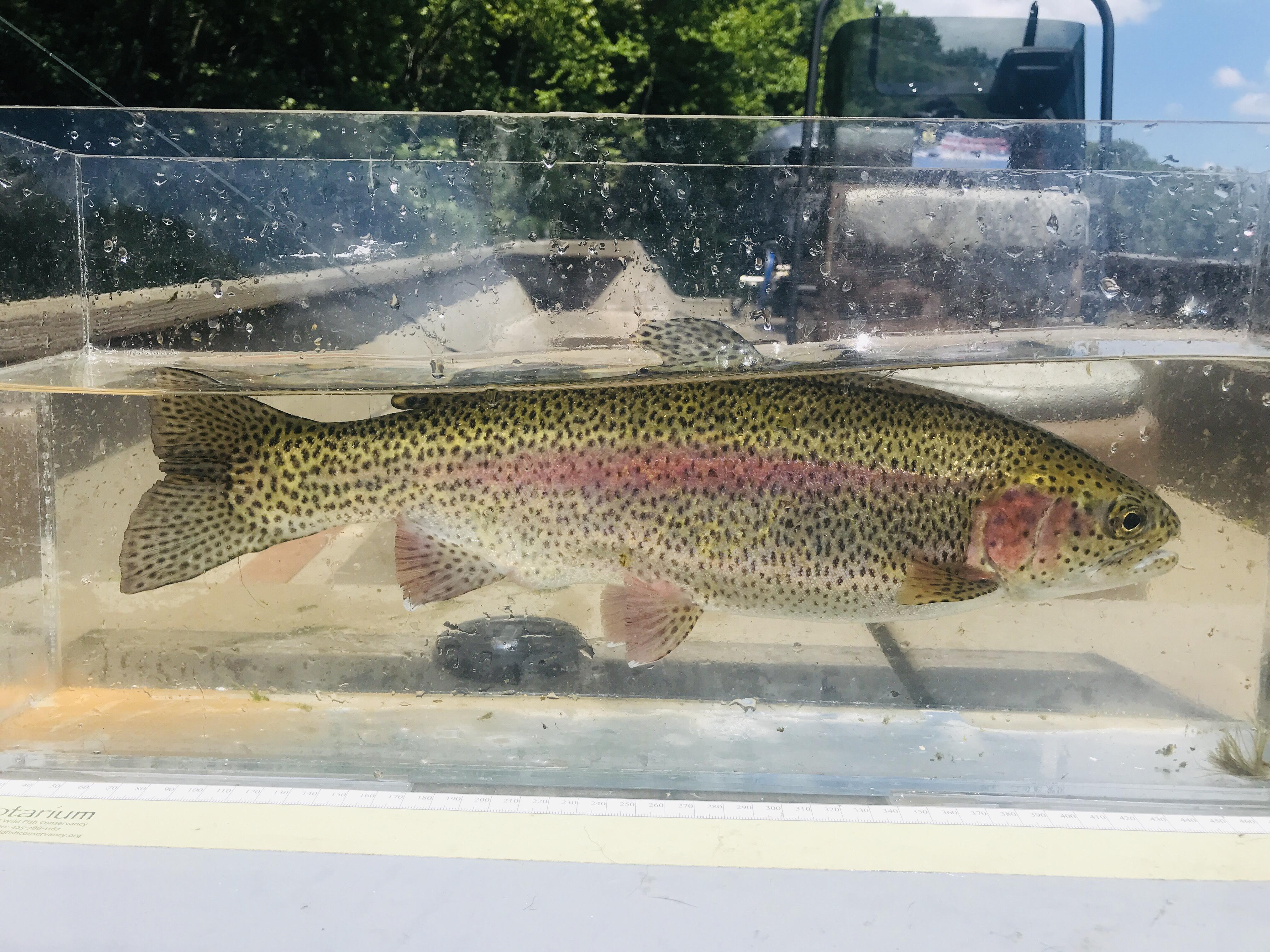 More information about "Lilley's Lake Taneycomo fishing report, July 1"