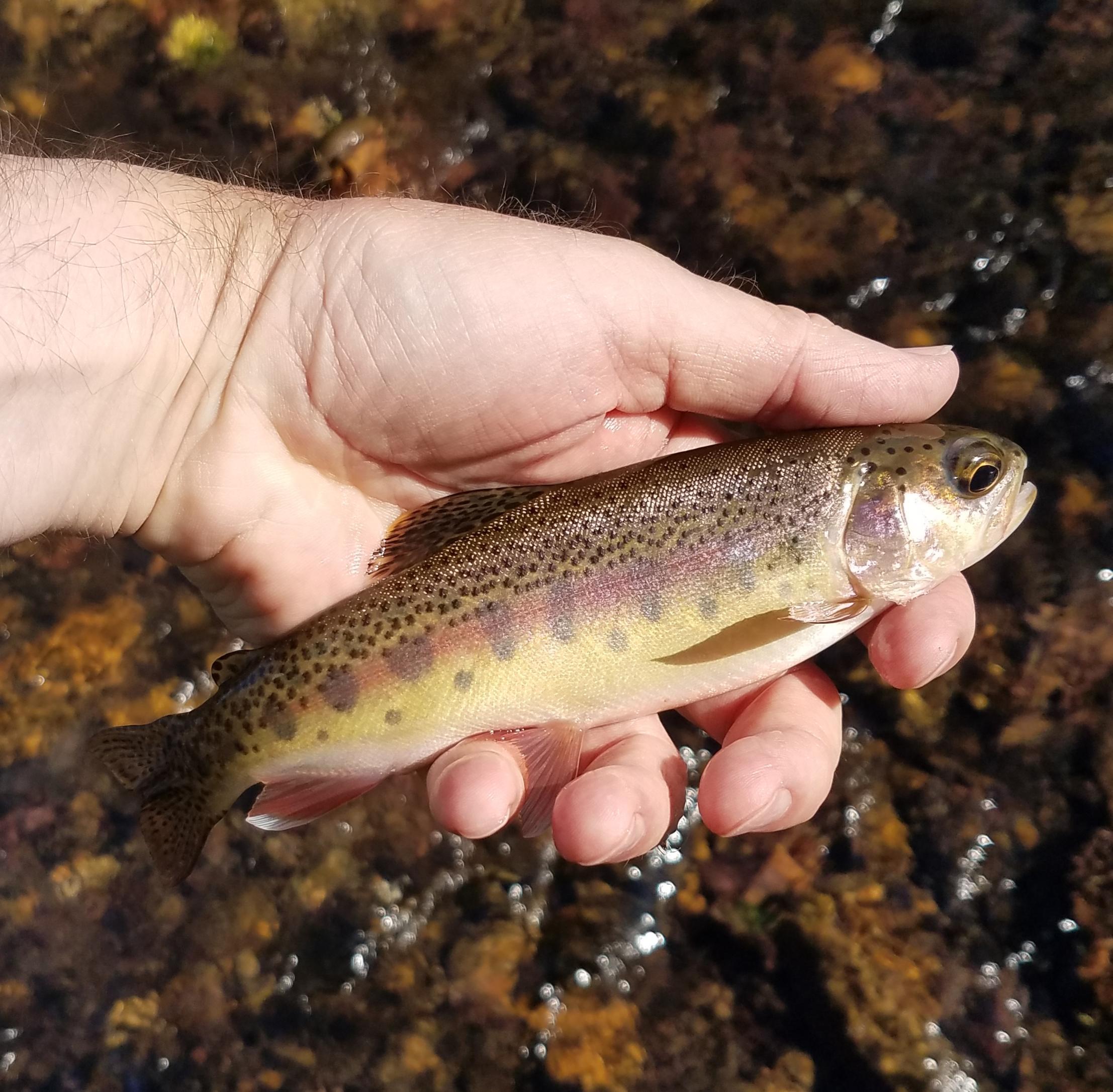 More information about "10-8 report Little Piney trout"