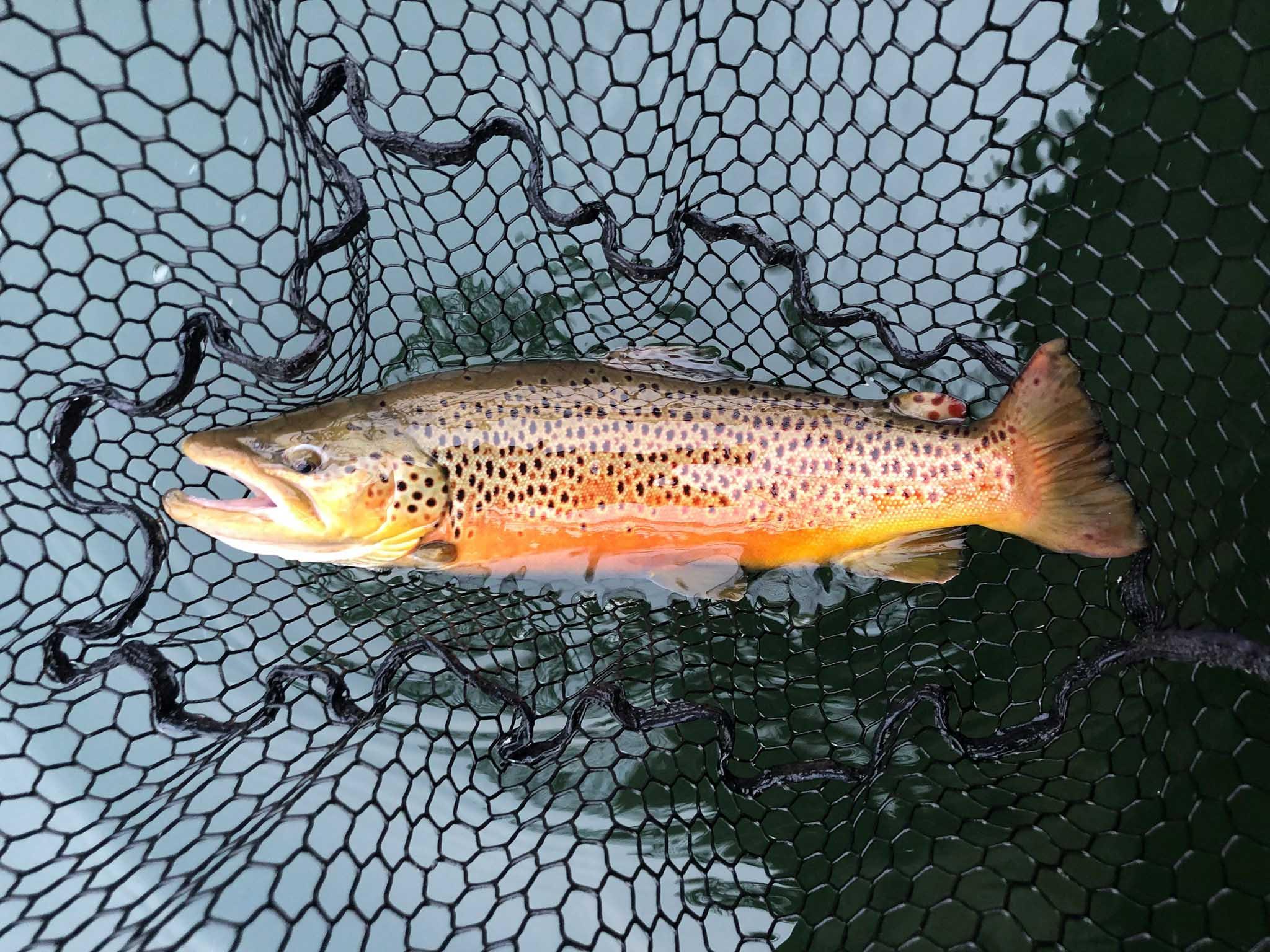 More information about "October 14 fishing report"