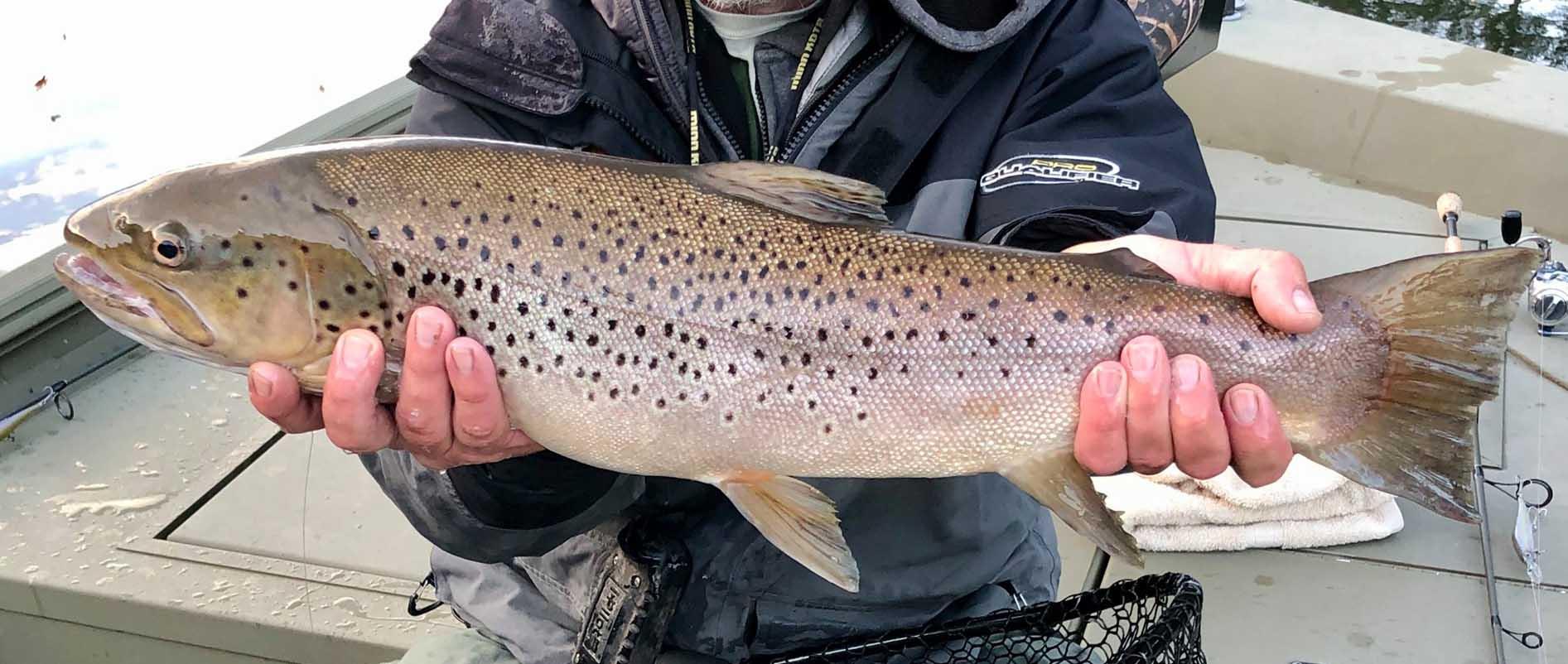 More information about "Lake Taneycomo fishing report, October 23"