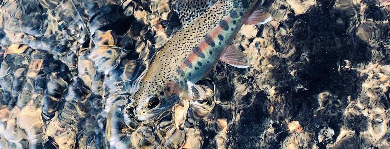 More information about "Little Piney creek 10-18"